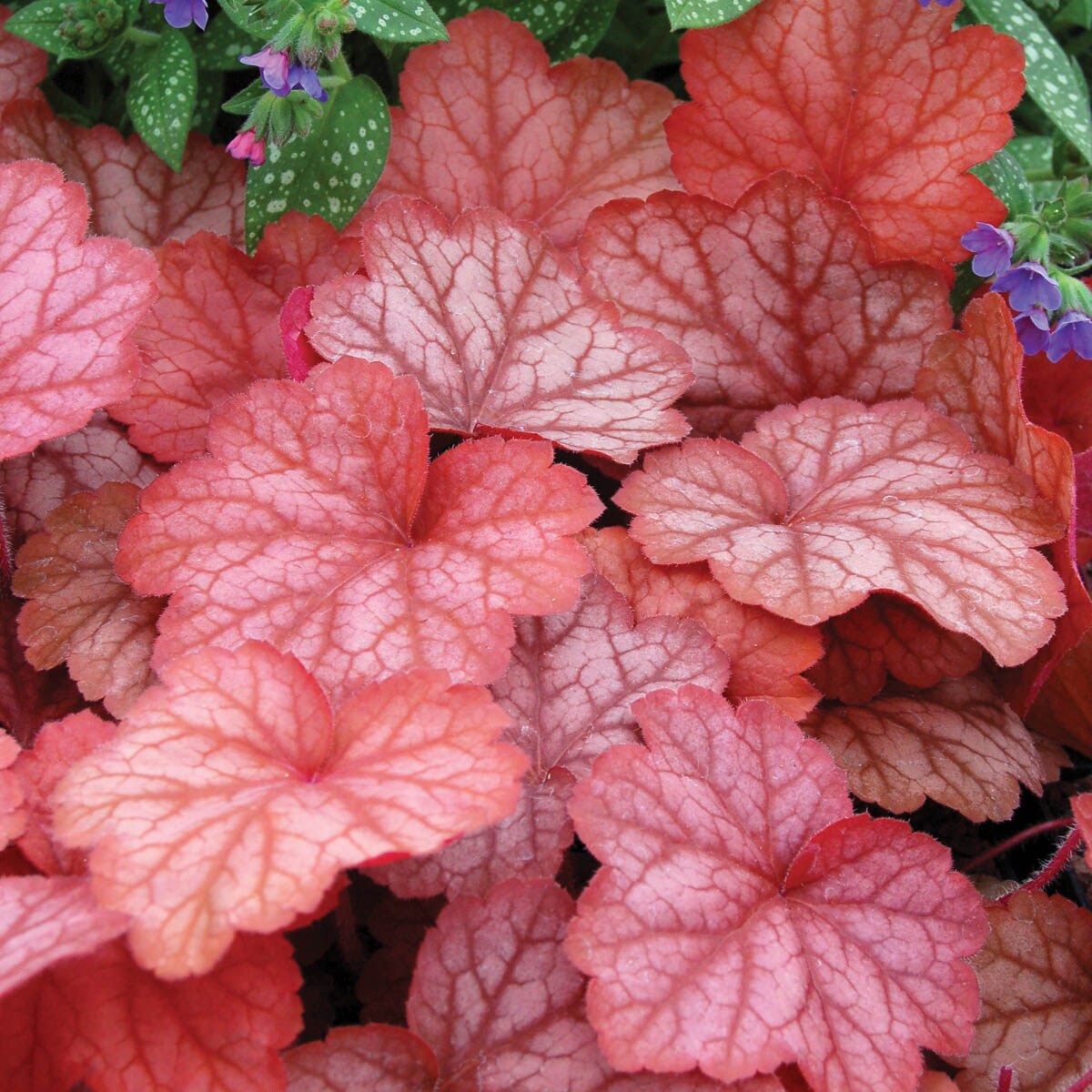 Breck's 90344 perennials - View #2