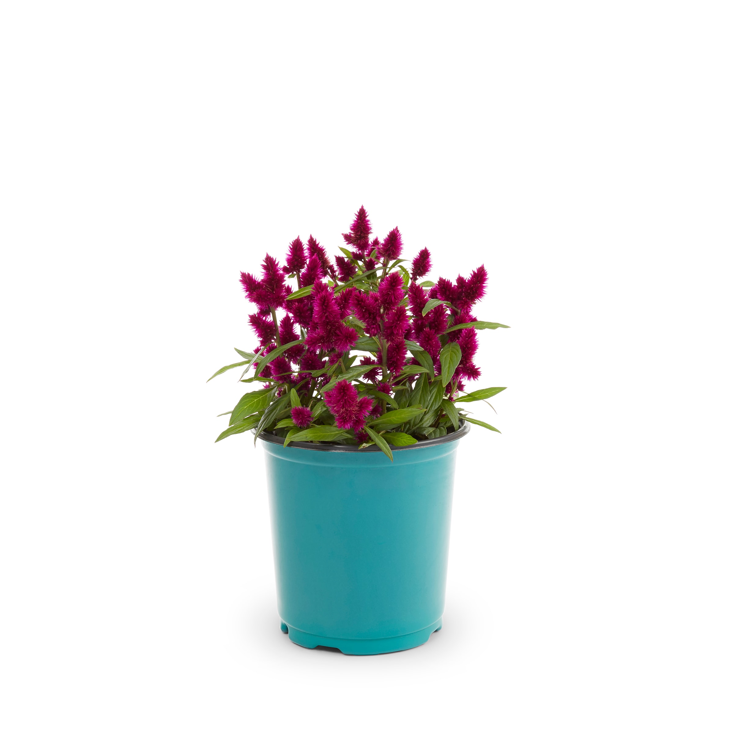Lowe's 205924 annuals - View #5