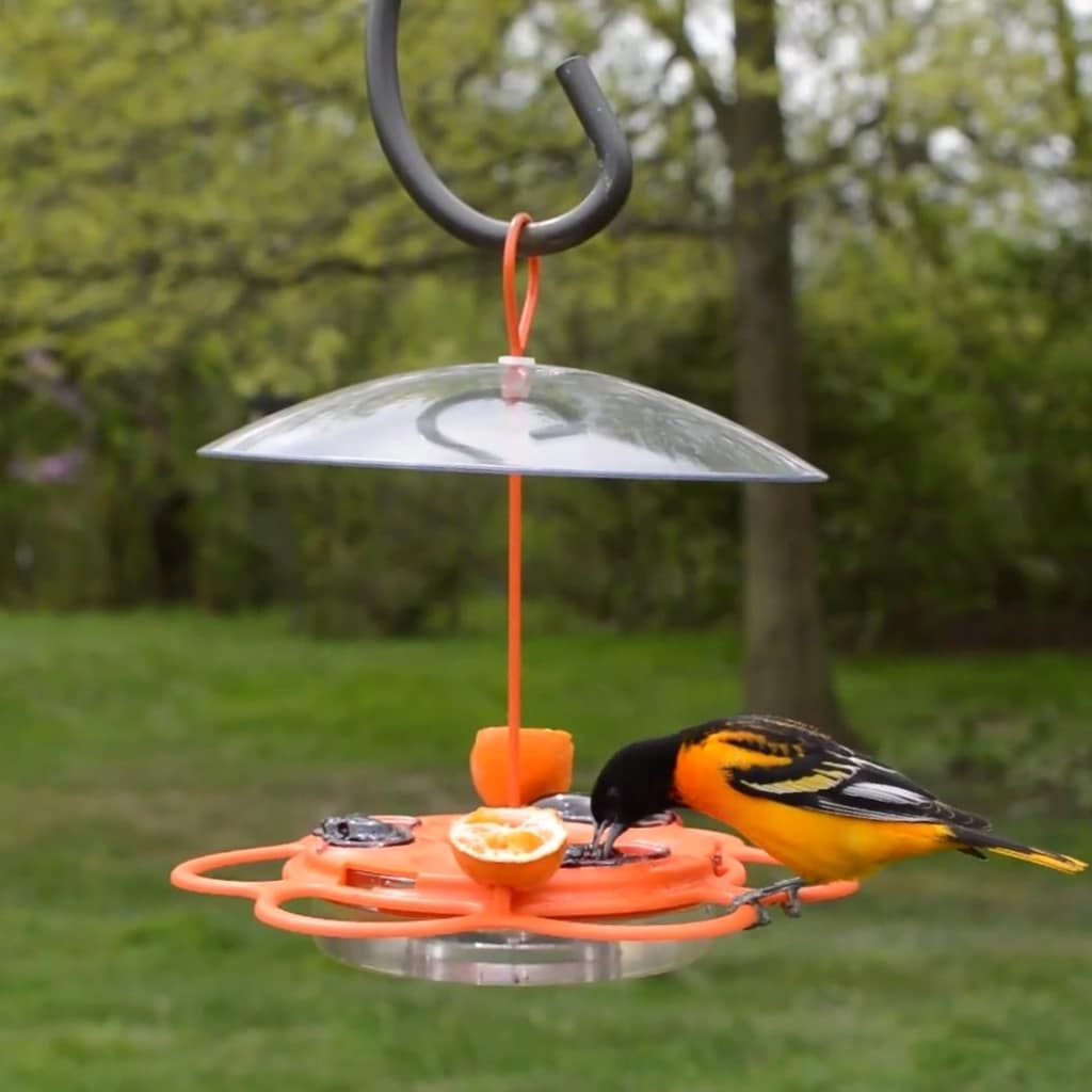 Nature's Way Glass Hanging Nectar Oriole Feeder- 12-oz in the Bird ...