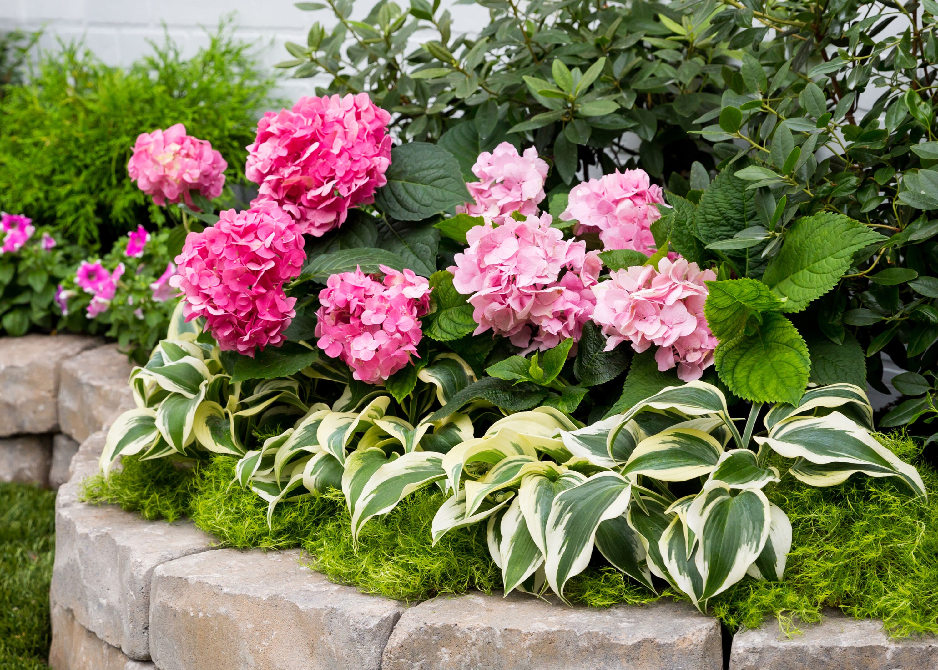 Monrovia 4120 perennials - View #4