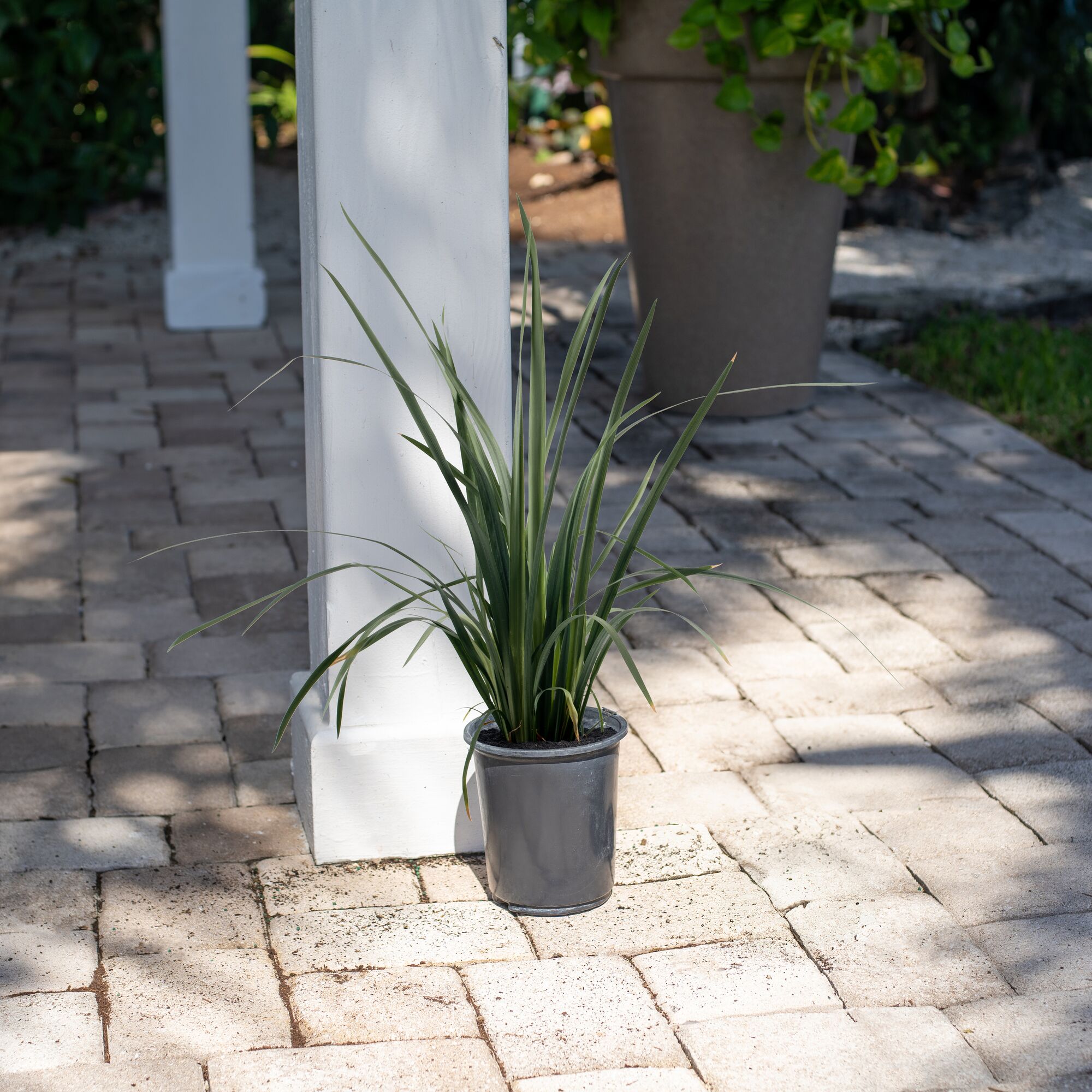 Costa Farms M-DIE-G-POT-01-LW shrubs - View #4