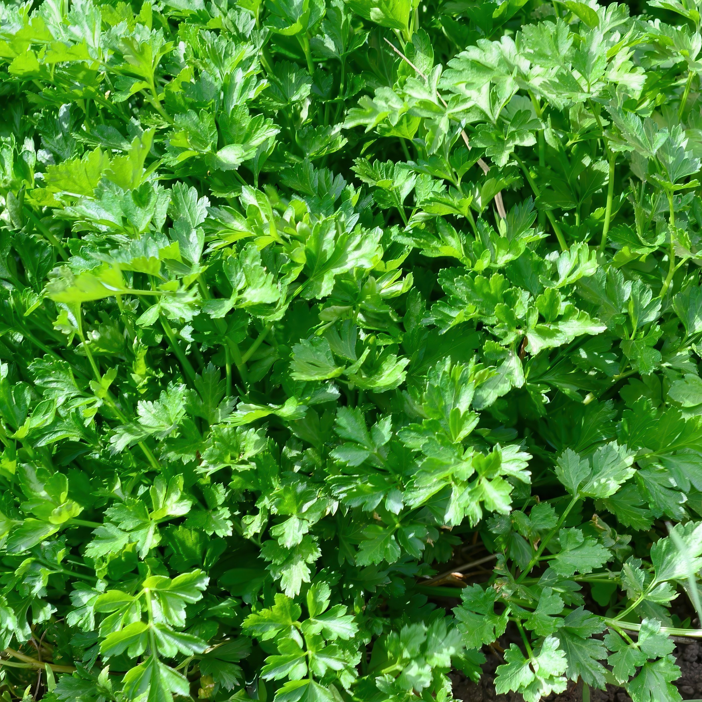 National Plant Network LW2593 Herb-Plants - View #9