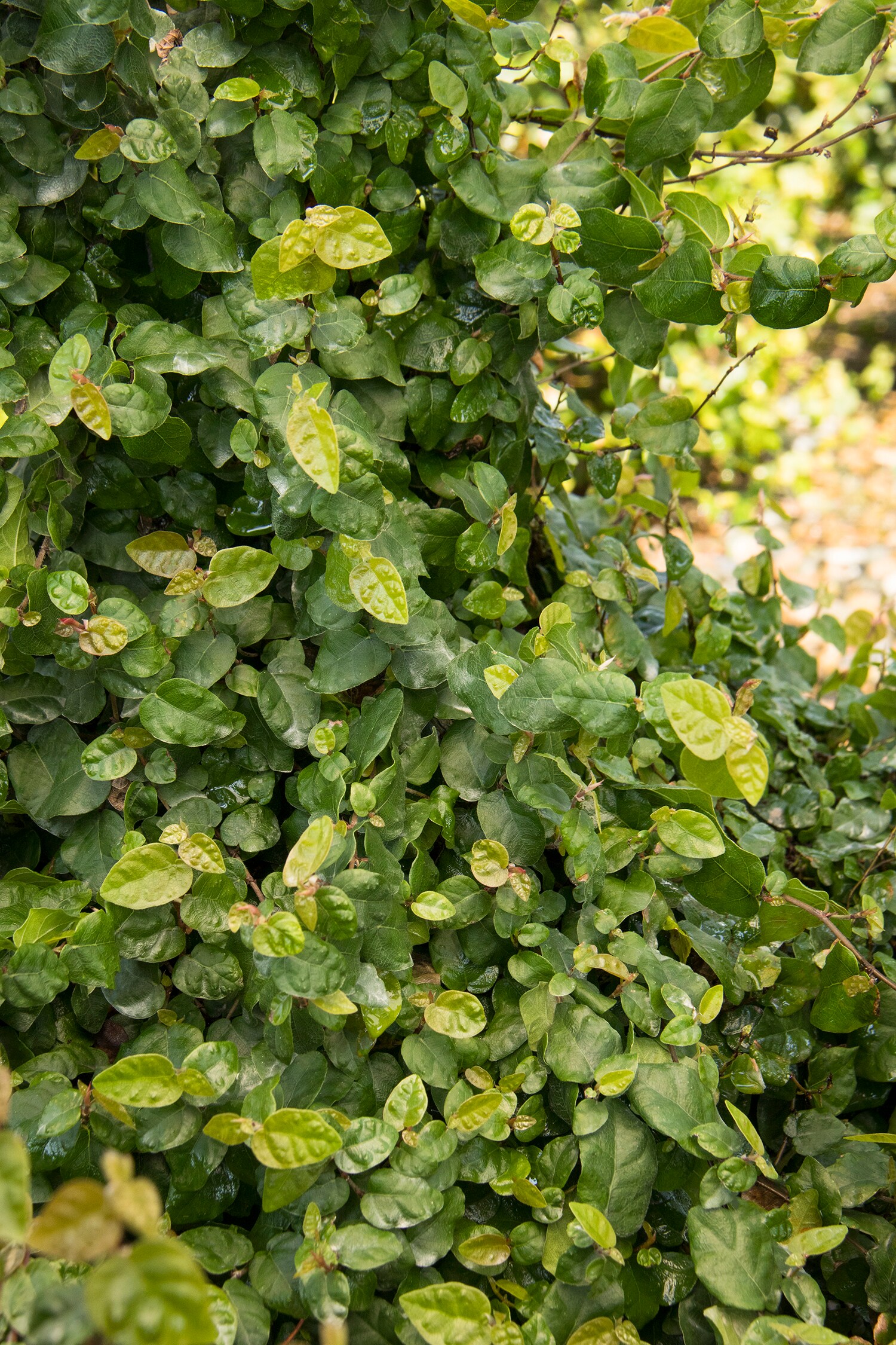Monrovia 036851 shrubs - View #2