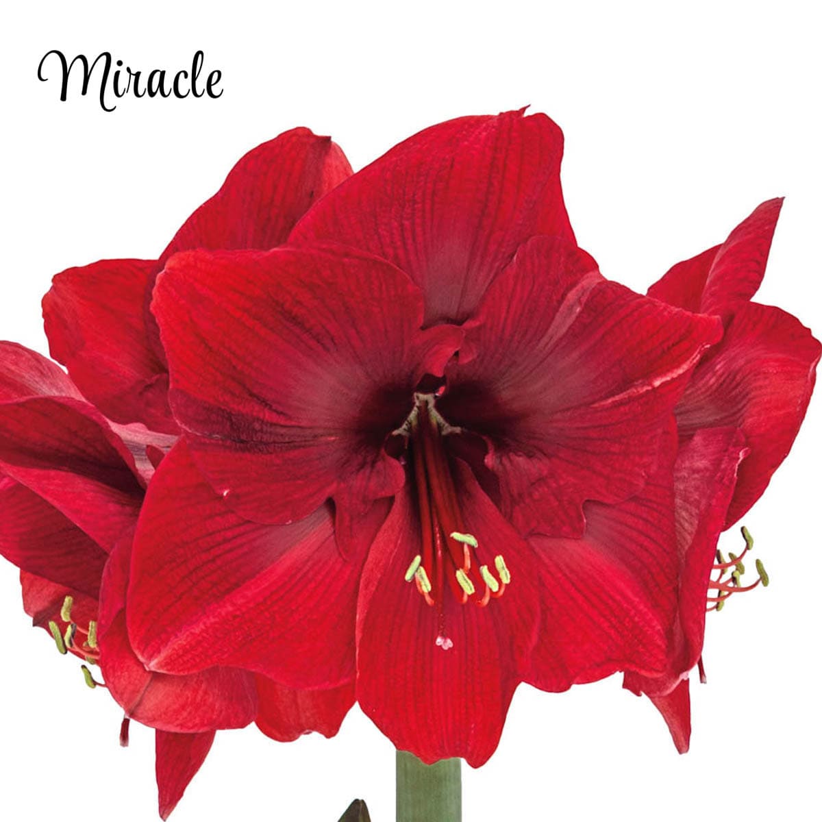 Gardens Alive! Red Miracle Red Flowering Amaryllis Bulb Gift Kit Bulbs ...