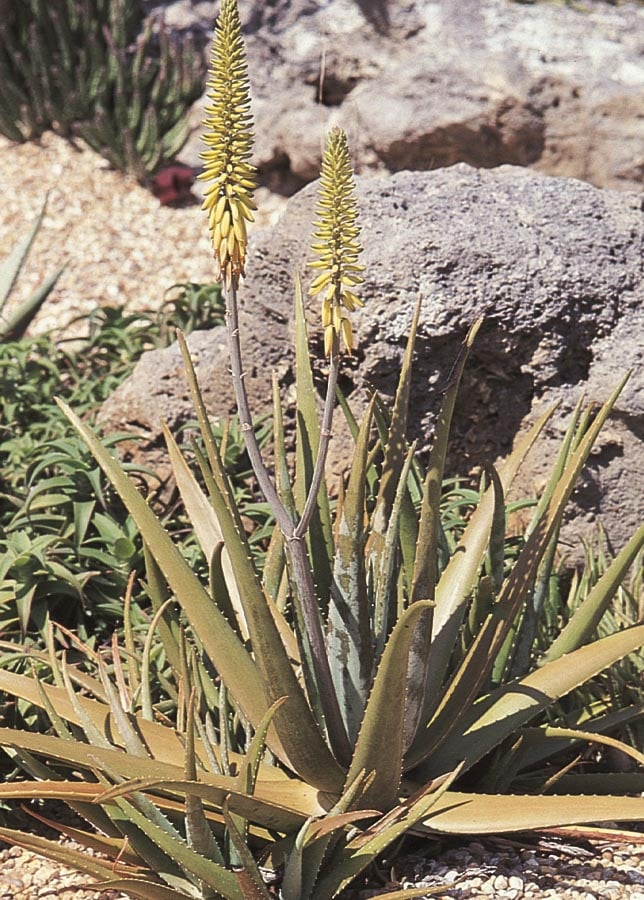  NURSERY Aloe Vera