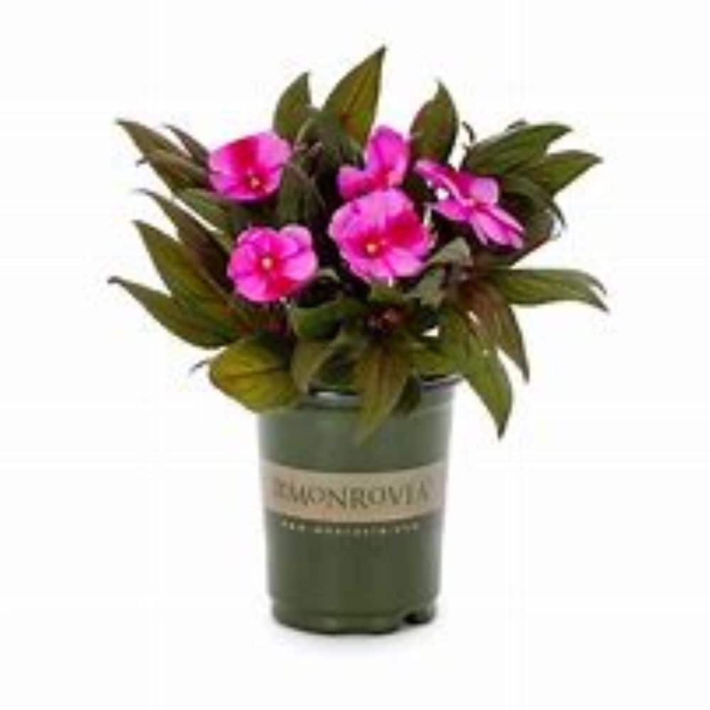 Lowe's 2671154 Multicolor New Guinea impatiens in 1 Quart(s) Pot 1 -Pack