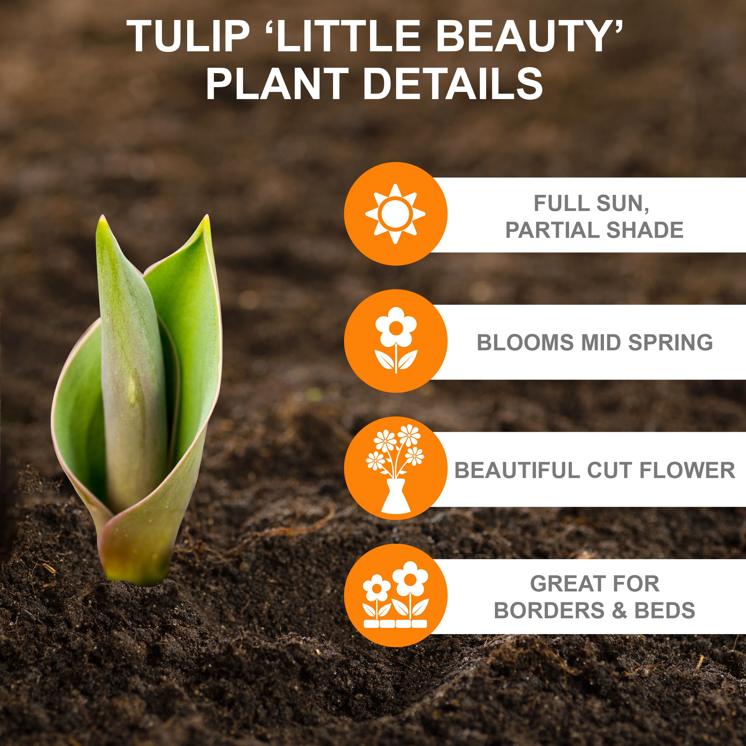 Garden State Bulb ECF-85-100-04 Plant-Bulbs - View #2