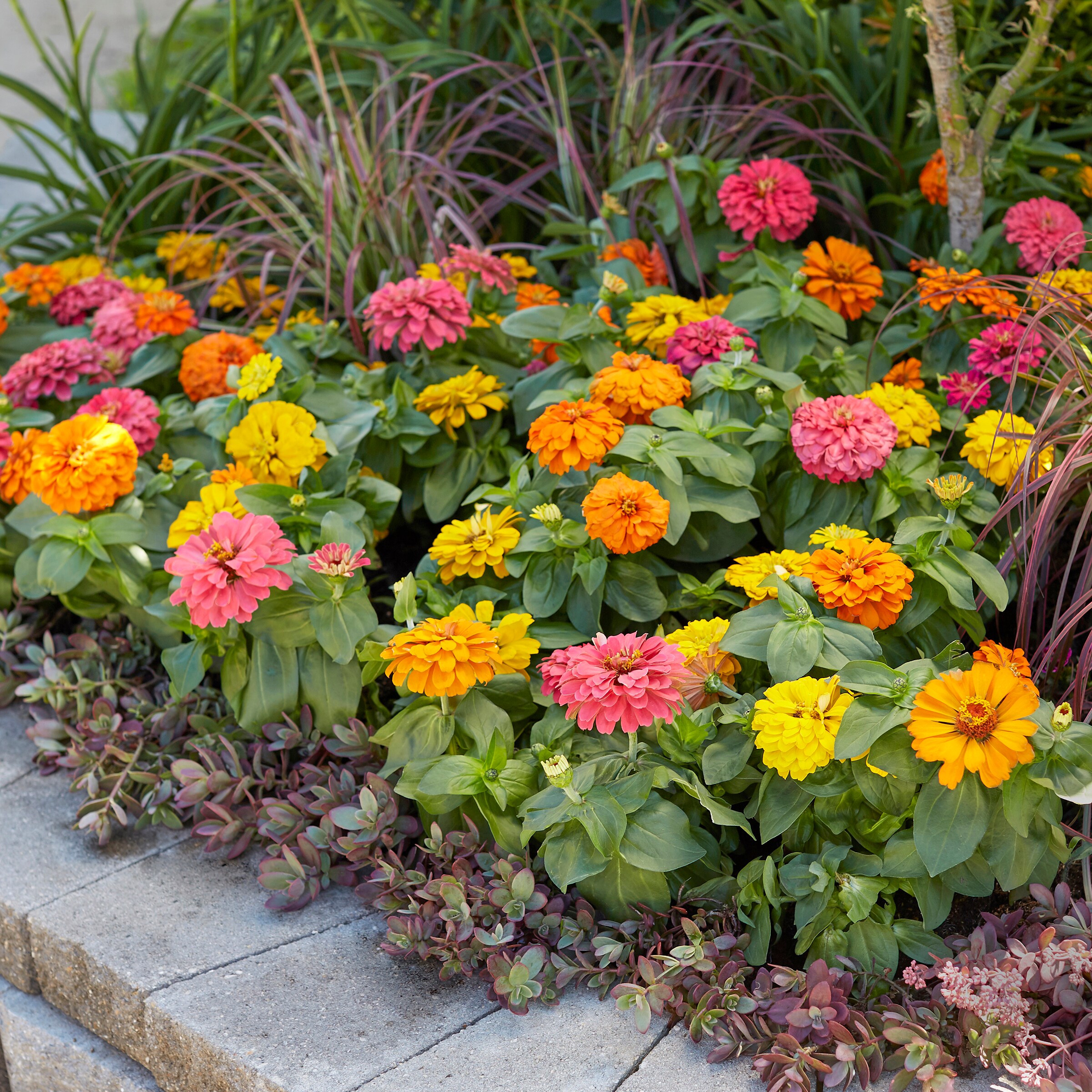 Metrolina Greenhouses 4951 annuals - View #6