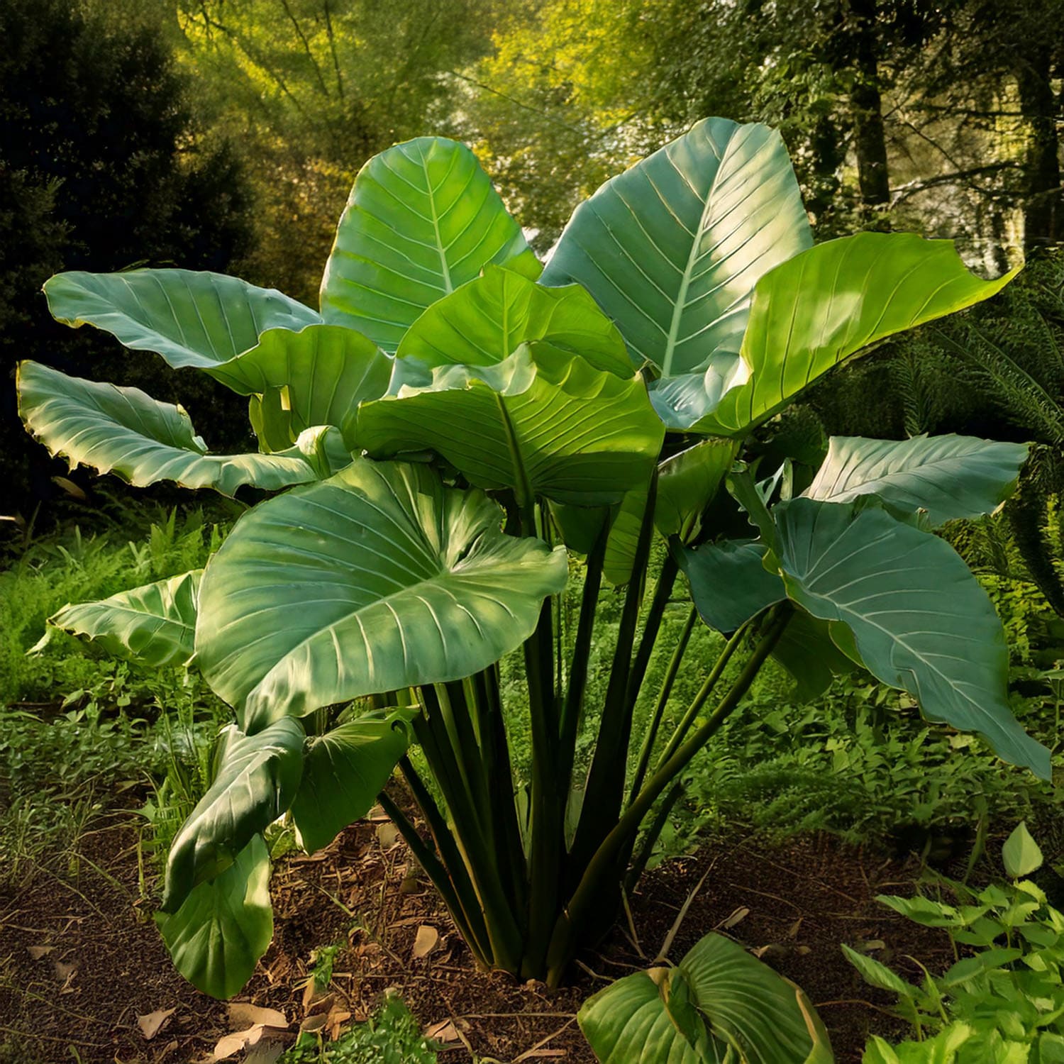 Garden State Bulb ECS-220-01-01 Green Colocasia Upright Black Elephant Ear Bulbs 1 Count