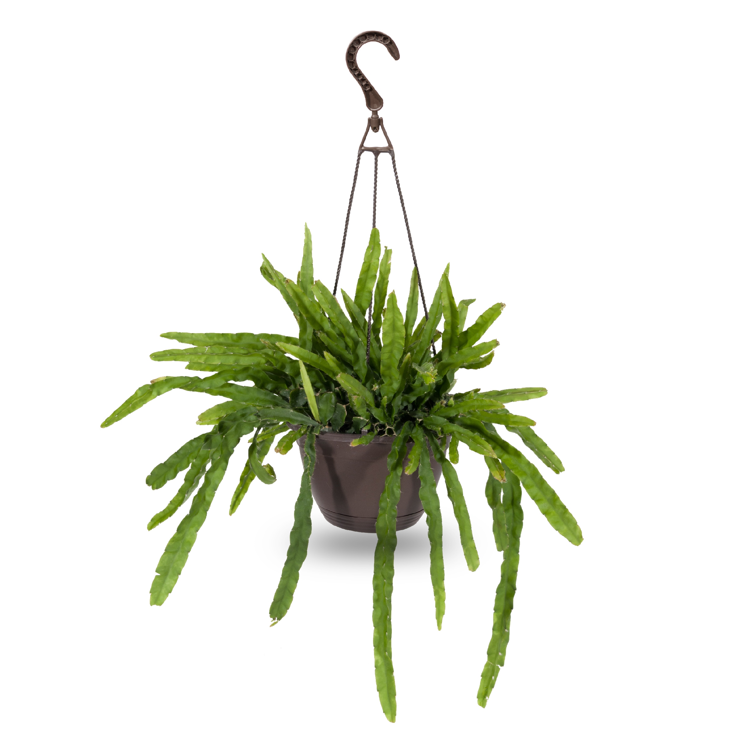 Exotic Granadillo Air Plant Holders with Coated Copper Wire Plants
