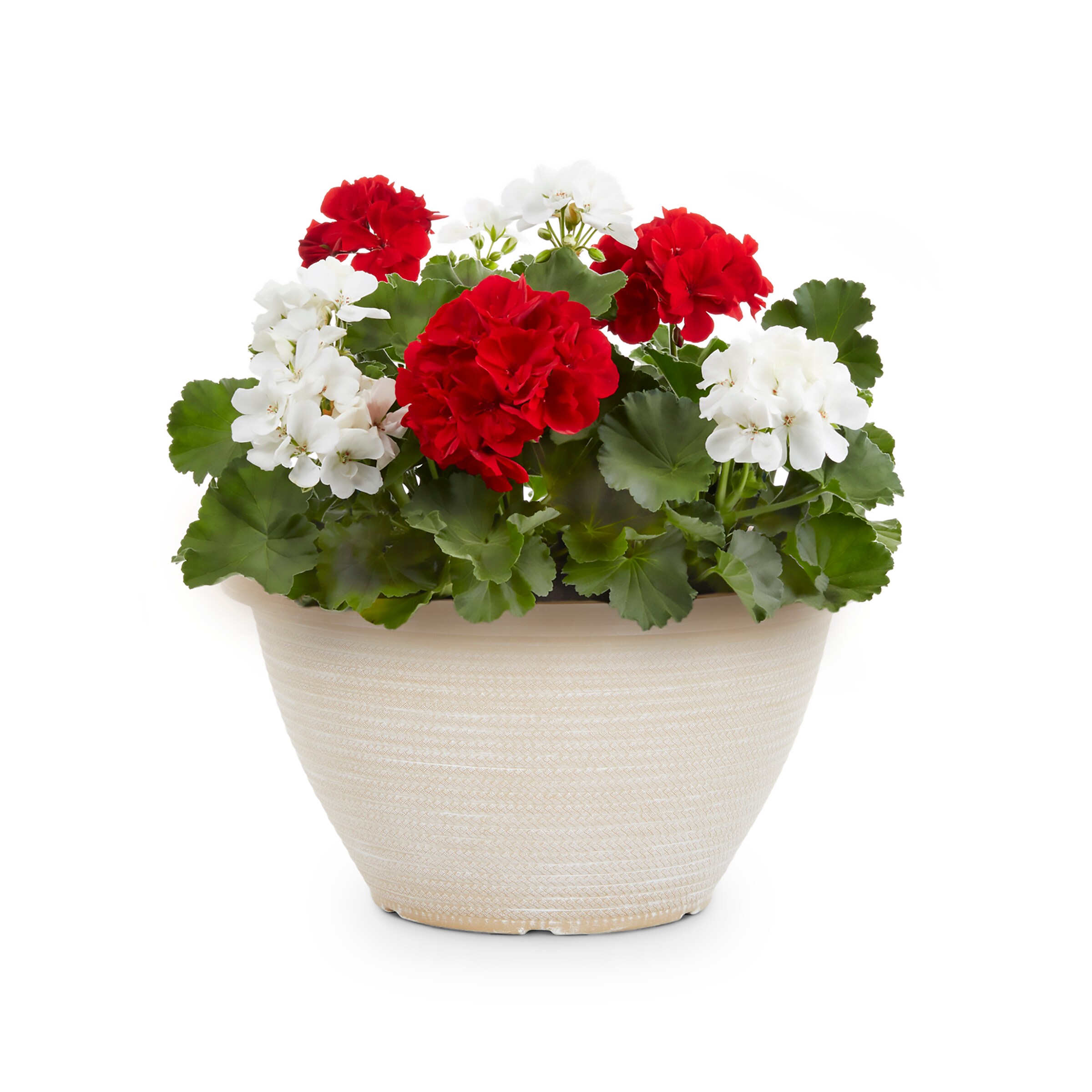 Lowe's Multicolor Geranium in 2-Gallon Planter in the Annuals ...