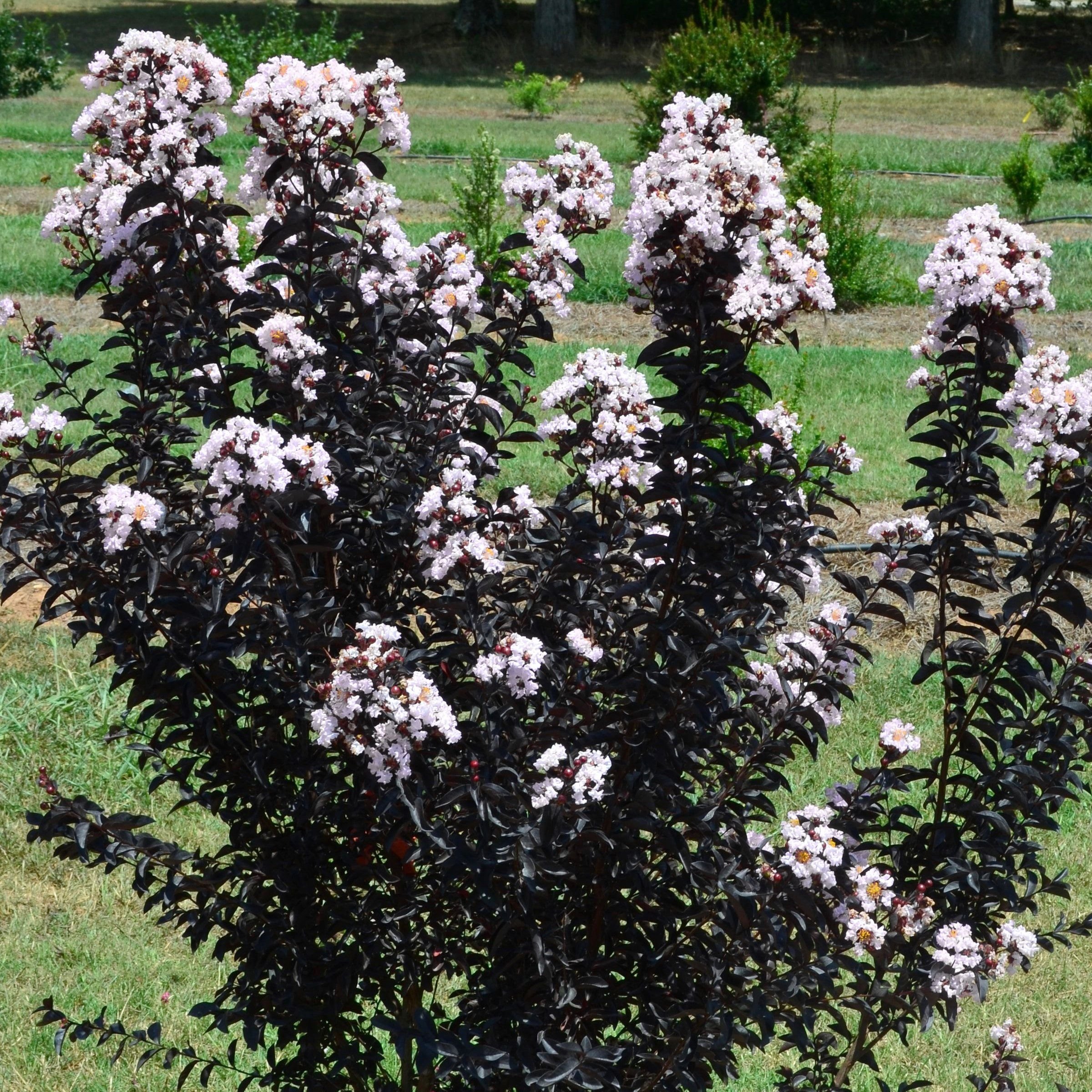 National Plant Network LW1835 shrubs - View #3