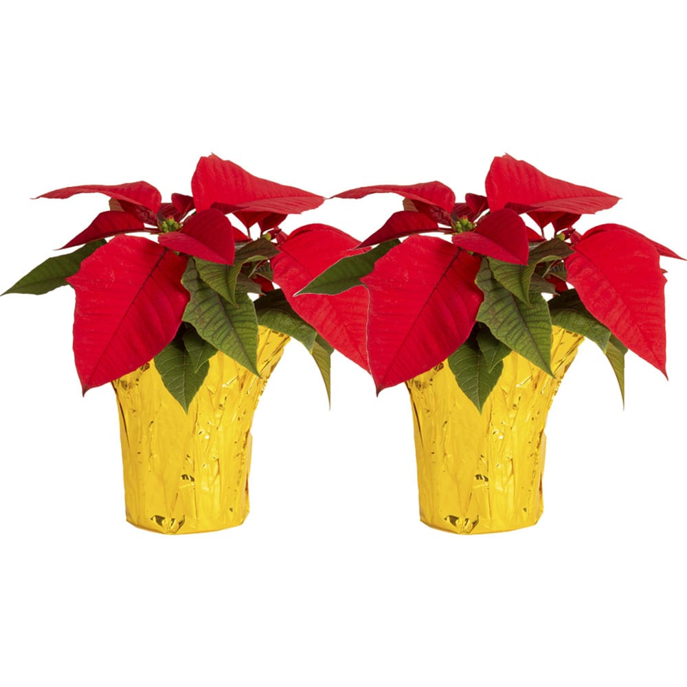 Costa Farms 10-in Fresh Christmas Potted Poinsettia (2-Pack) in the Fresh  Christmas Decorations department at Lowes.com