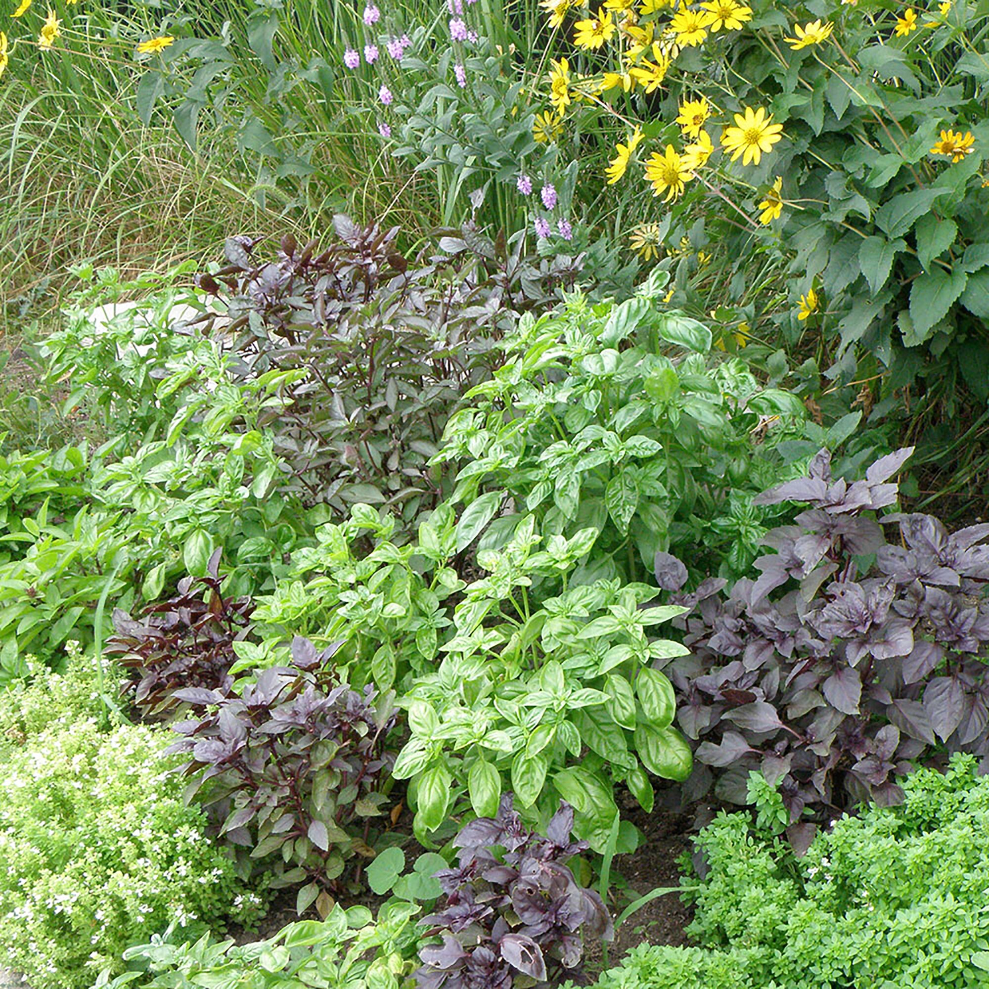 Bonnie Plants Sweet Basil in 2.32 Quart Pot at Lowes