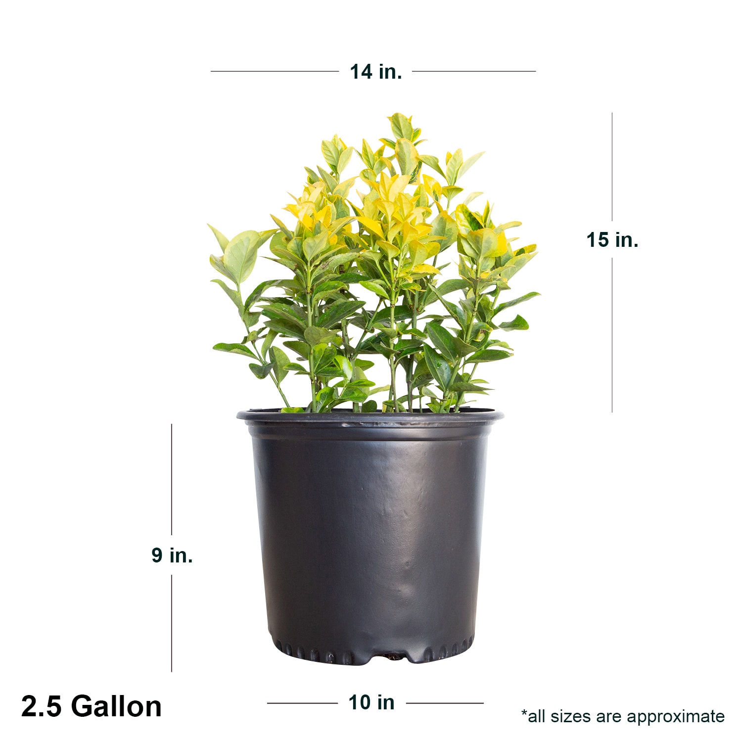 Flowerwood 16753FL-1 shrubs - View #5