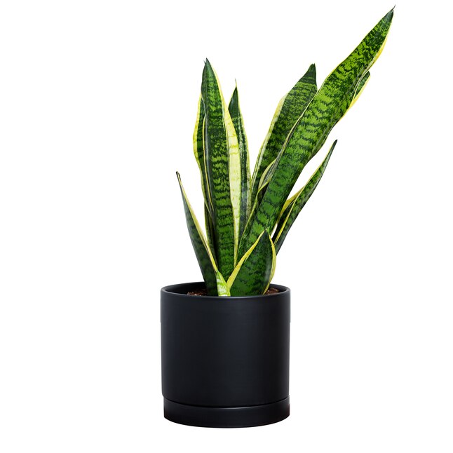 Sansevieria Indoor House Plant Collection3 Potted Plants for Home or Office
