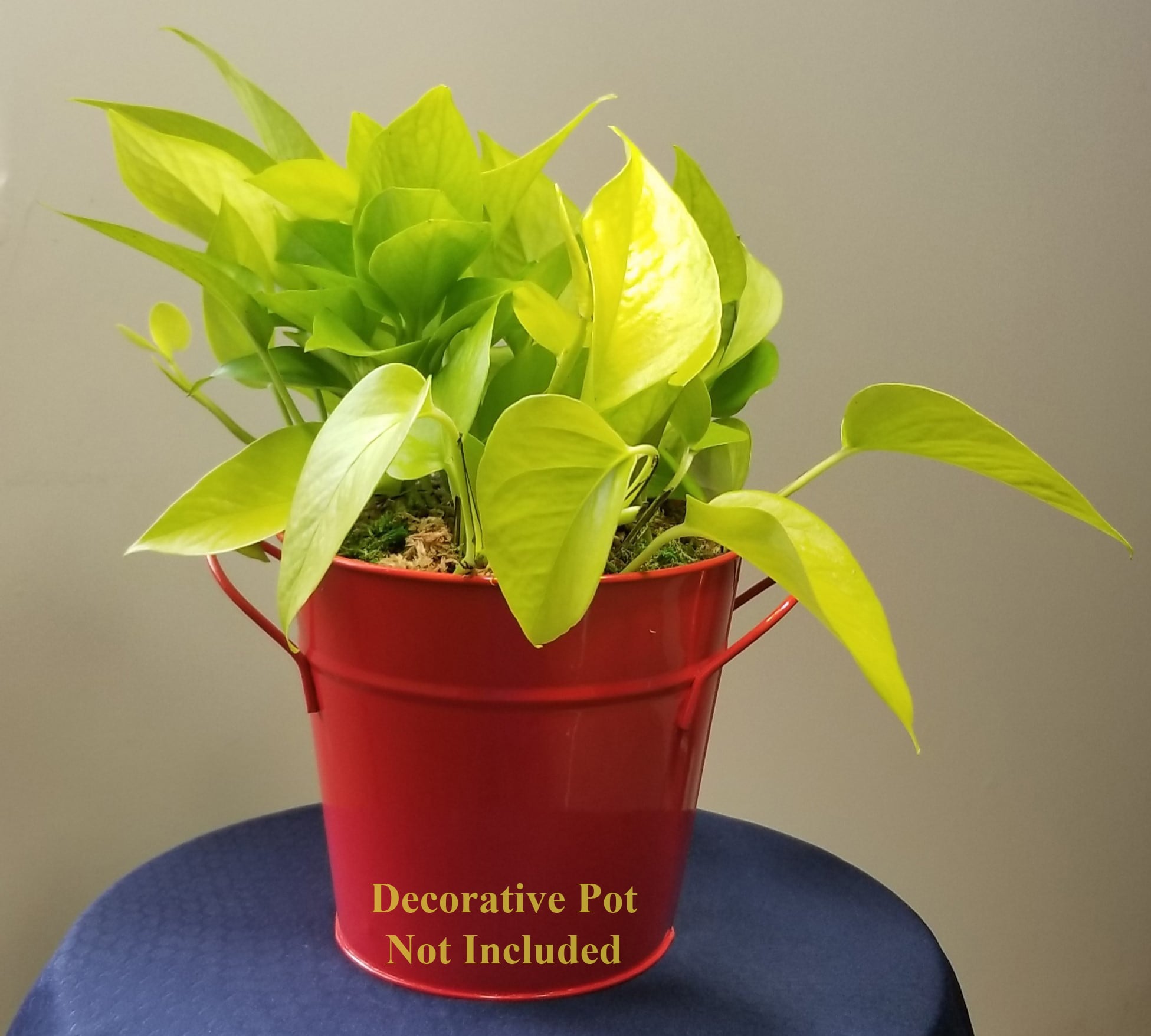  2PKNEOPOTL hseplants - View #4