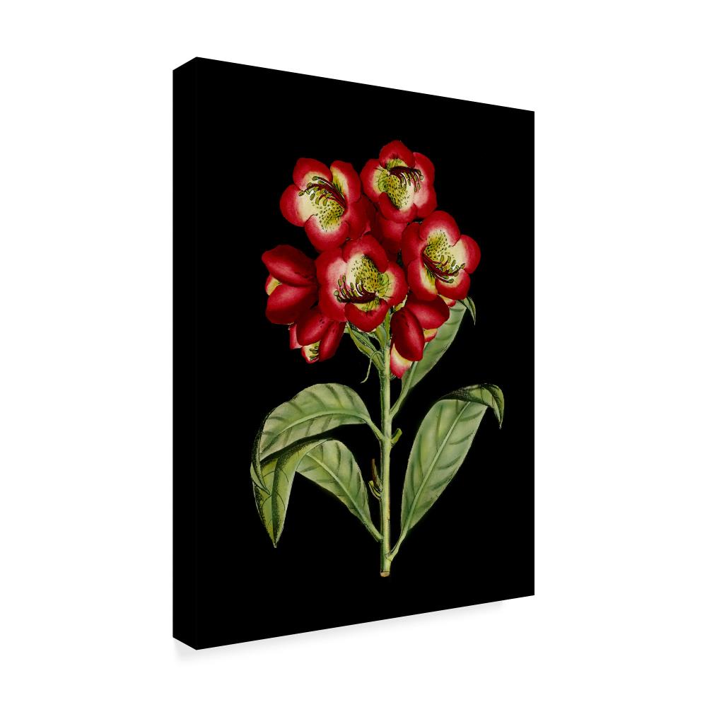 Crimson Red Floral Canvas Art with Black Background
