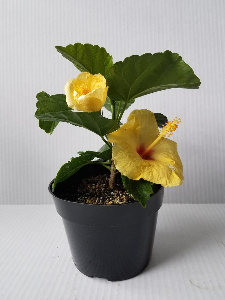 Lowe's HIBISCUS 1G Multicolor Hibiscus Plant in -Quart Pot