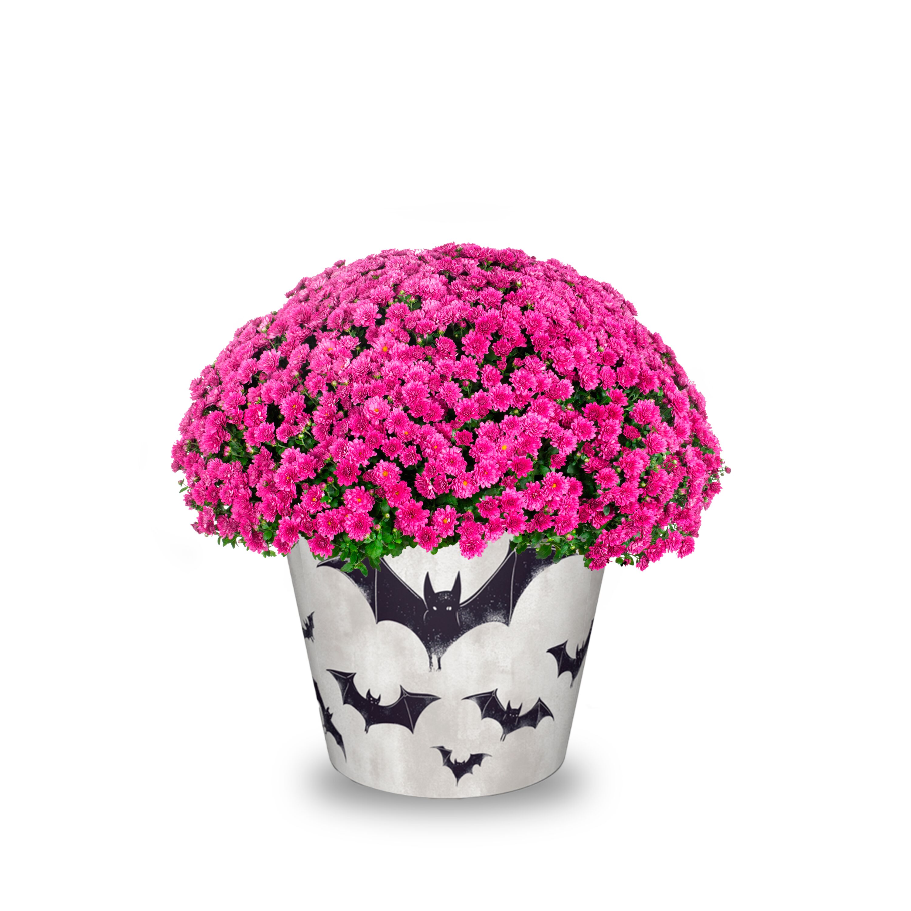 Lowe's NURSERY Purple Mum in 1.5 Gallon(s) Pot 1 -Pack