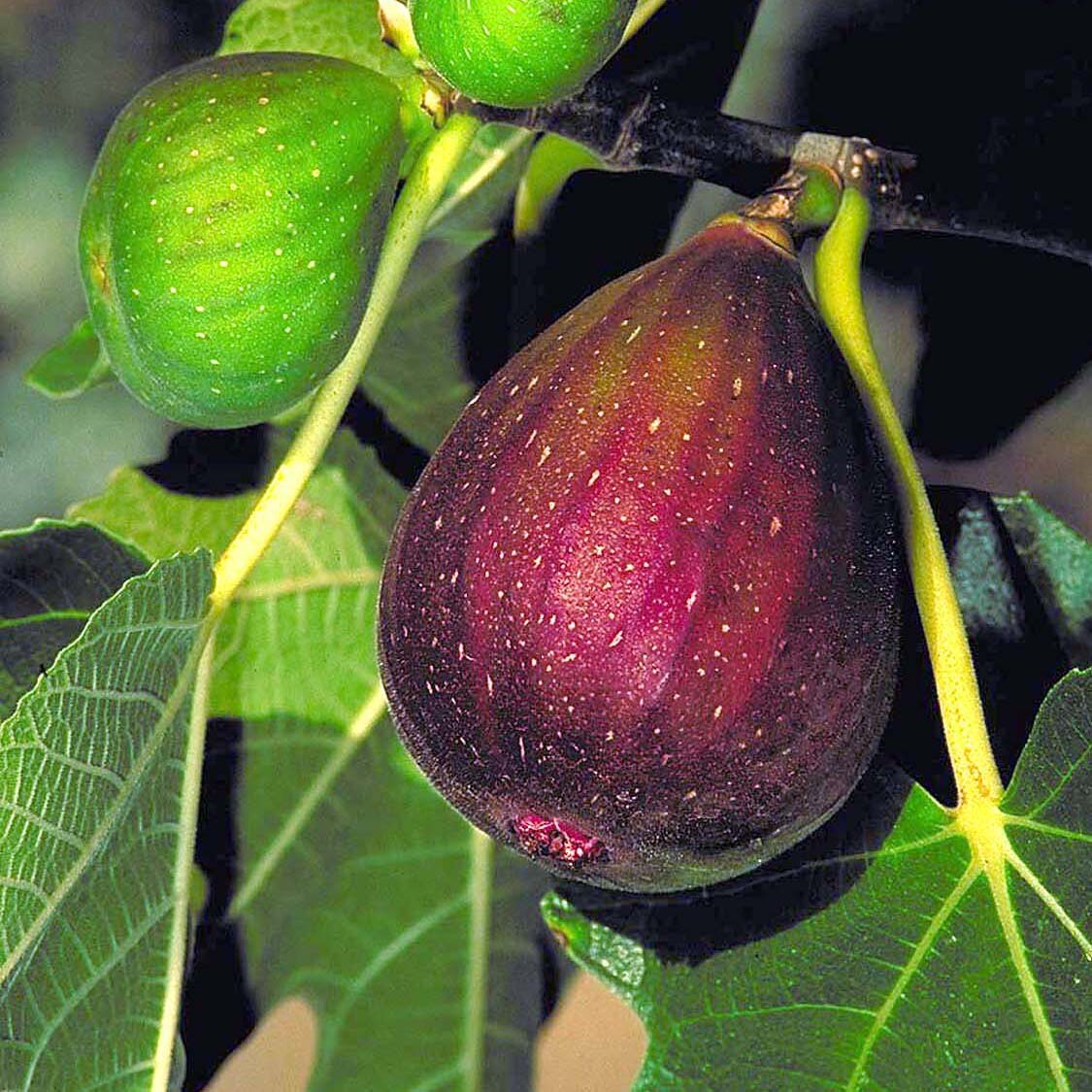 Lowe's 950505 Fruit-Plants - View #2