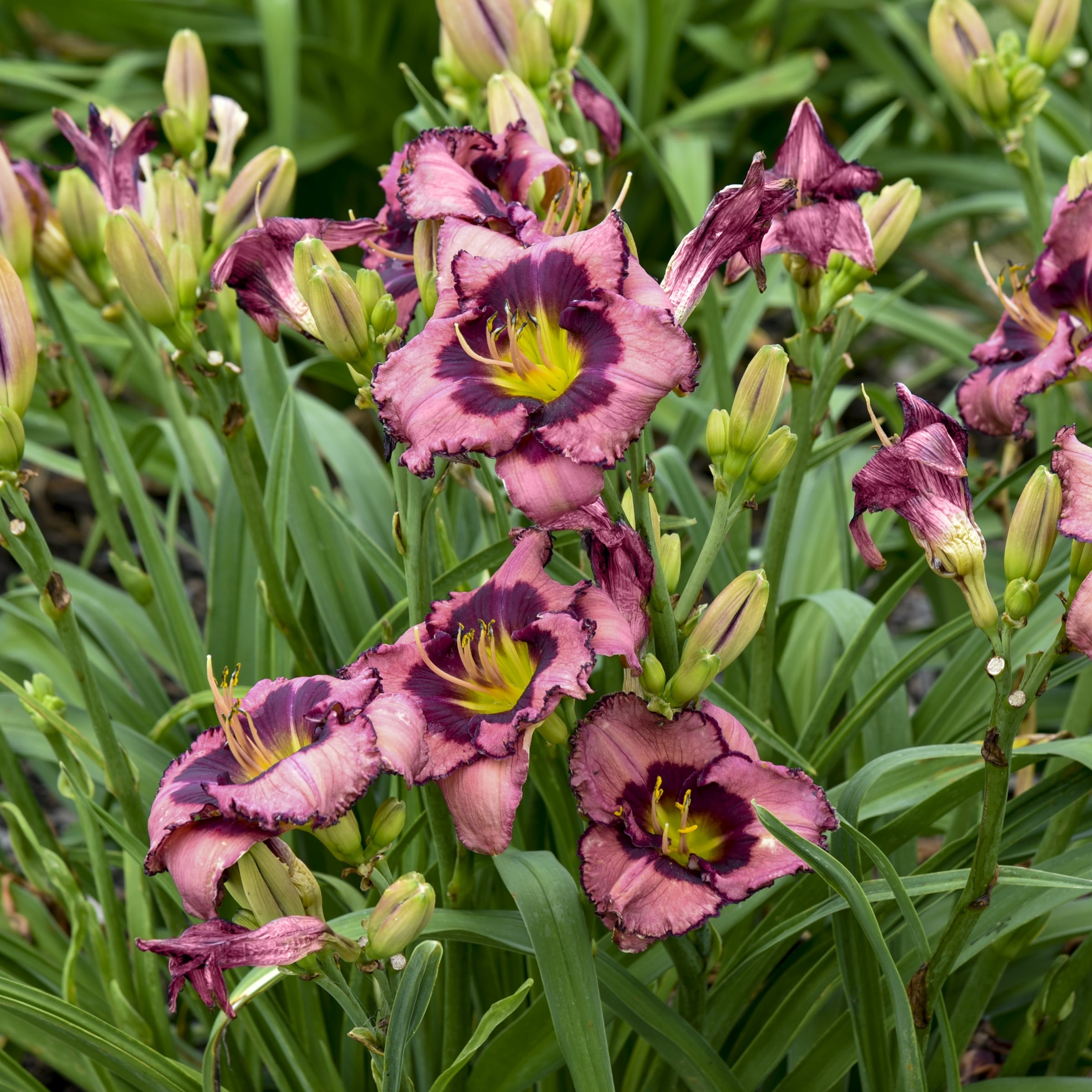 National Plant Network LW1713 perennials - View #2