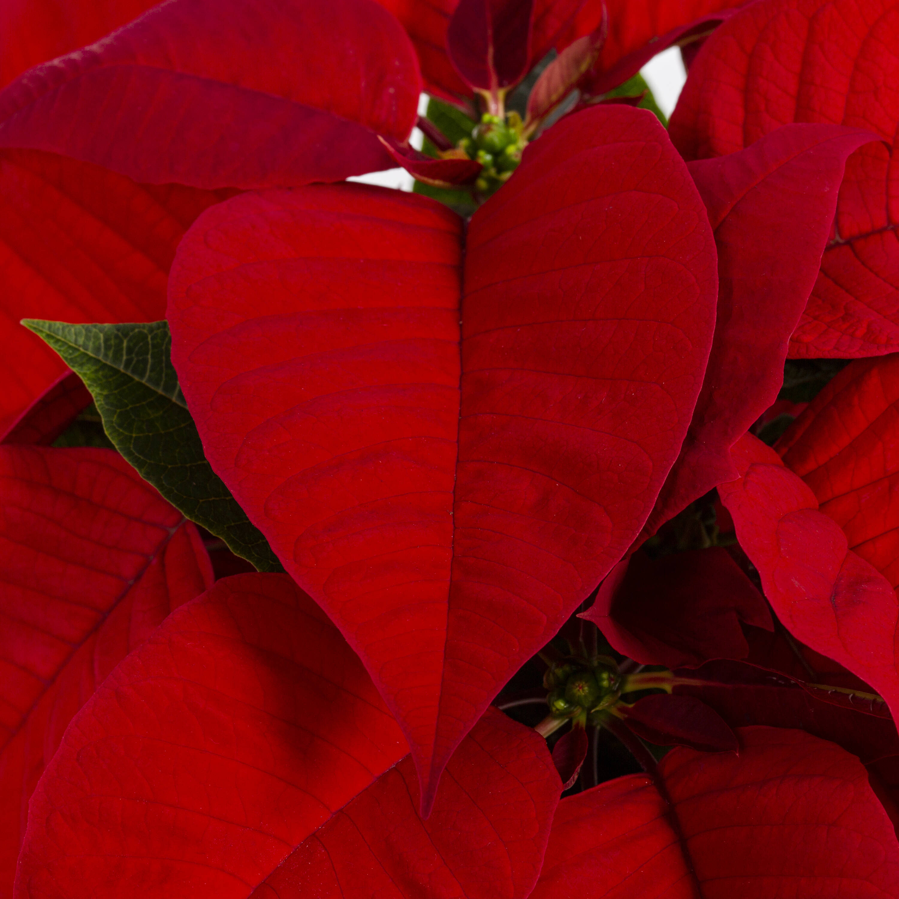 Metrolina Greenhouses 5338 Fresh-Cut-Christmas-Decorations - View #2