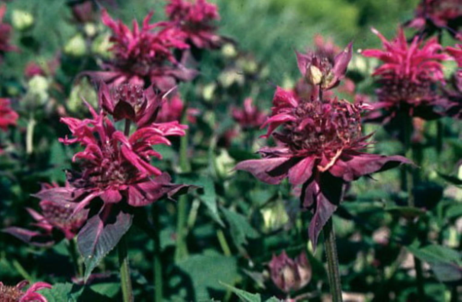 Hirt's Gardens 840344217395 hseplants - View #4