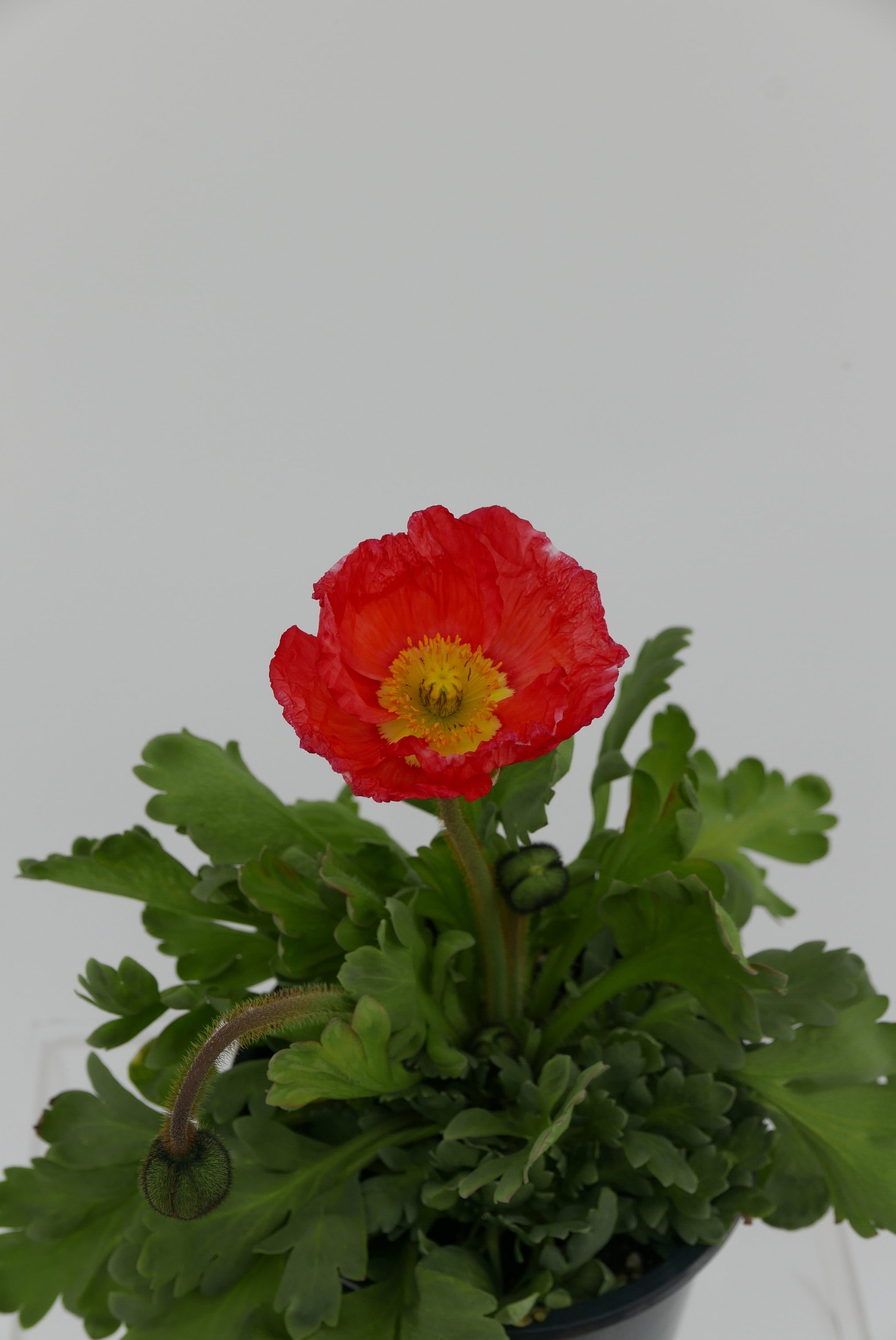  1393 perennials - View #3