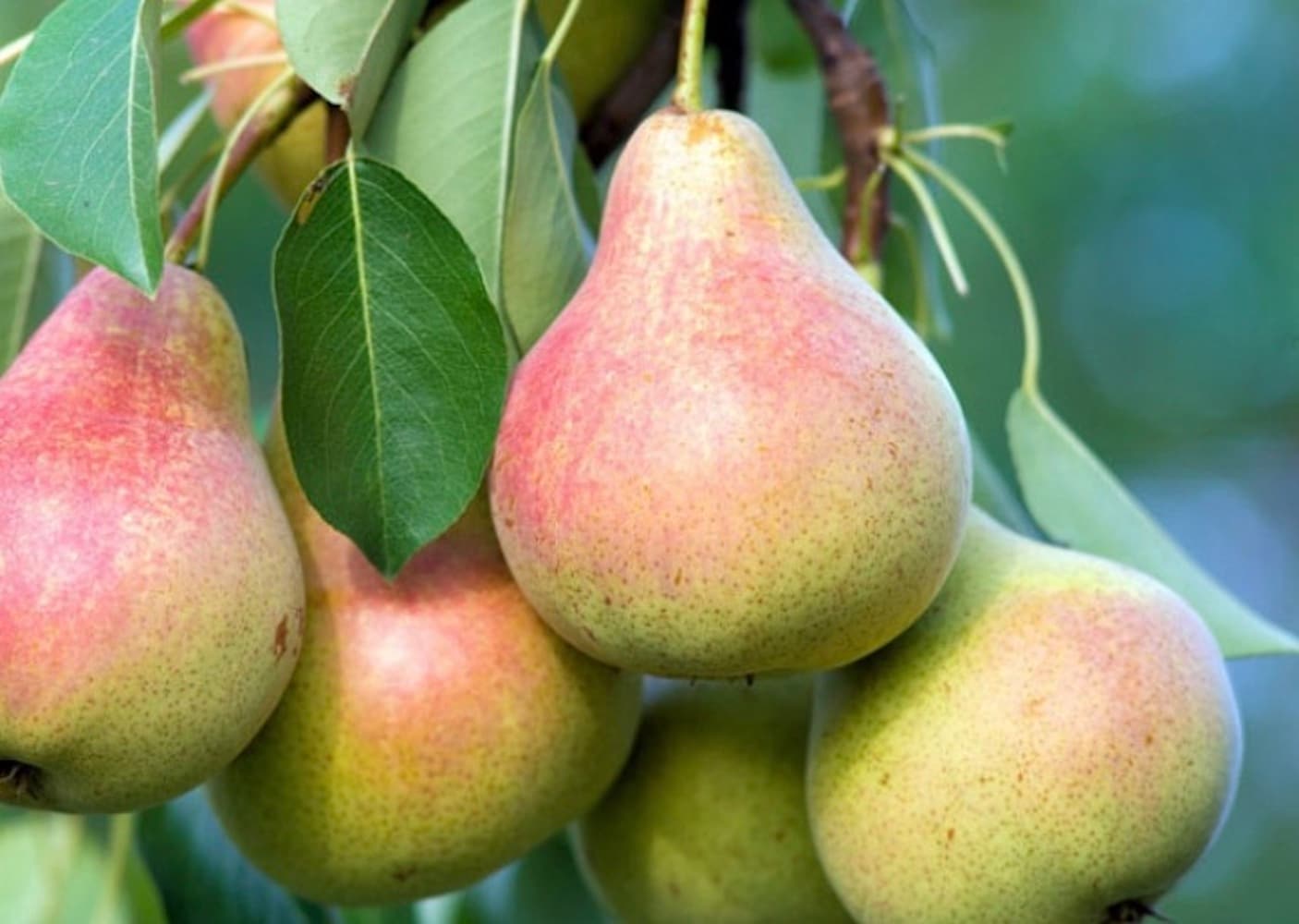  NURSERY 1.0 -Pack Pear Plant in Pot