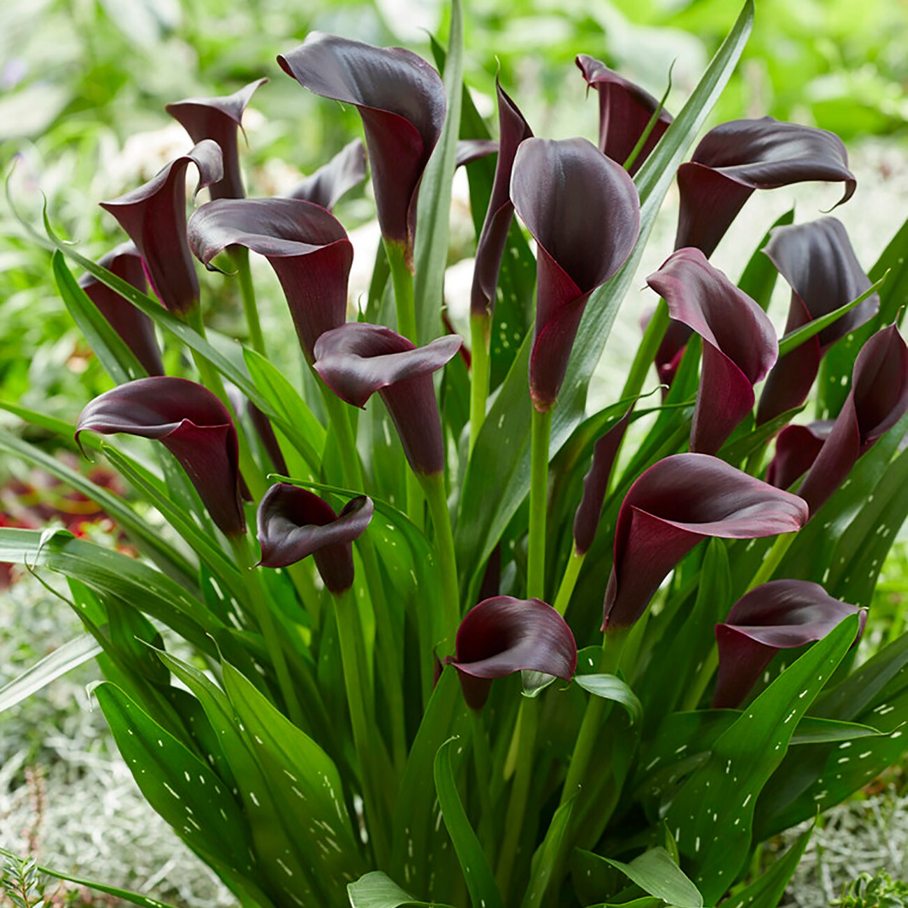Van Zyverden 84497 Purple Calla Bulbs 3 Count