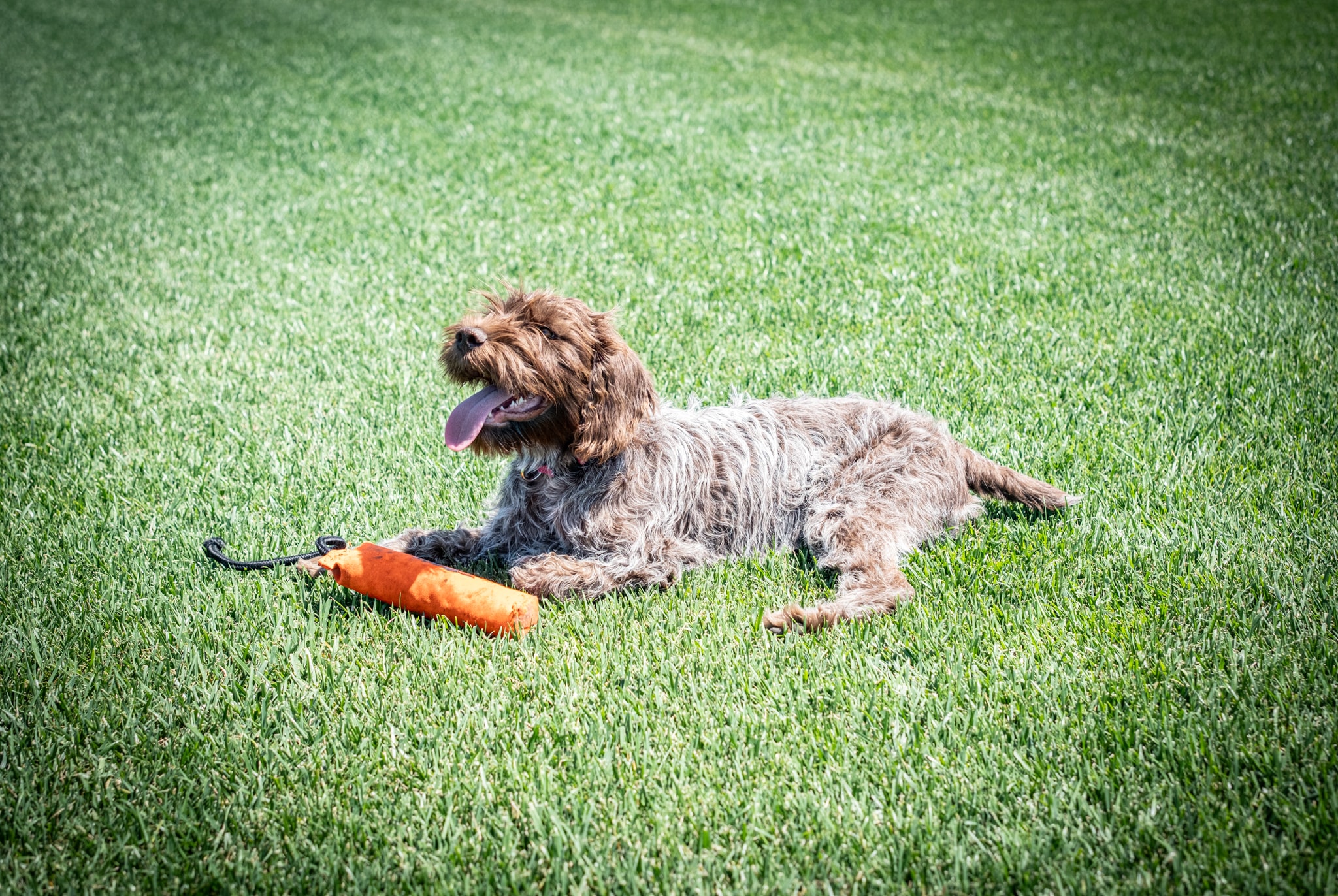 JB Instant Lawn 3SHADE Grass-Seed - View #2