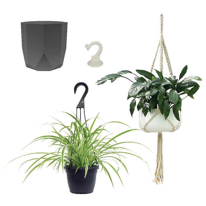 Altman Plants   Low-Maintenance Pet-Friendly 1.3-Quart Spider Hanging House Plant Collection