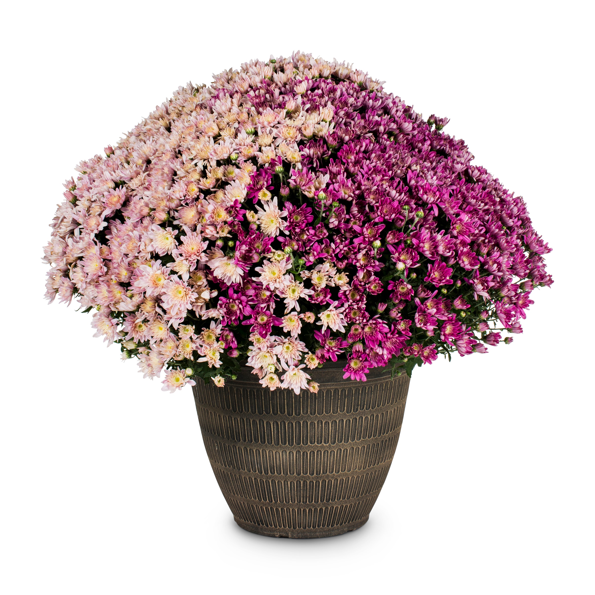 Lowe's 5262139 Multicolor Mum in 2.5 Gallon(s) Planter 1 -Pack