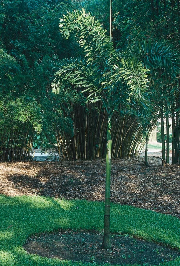 Lowe's NURSERY 