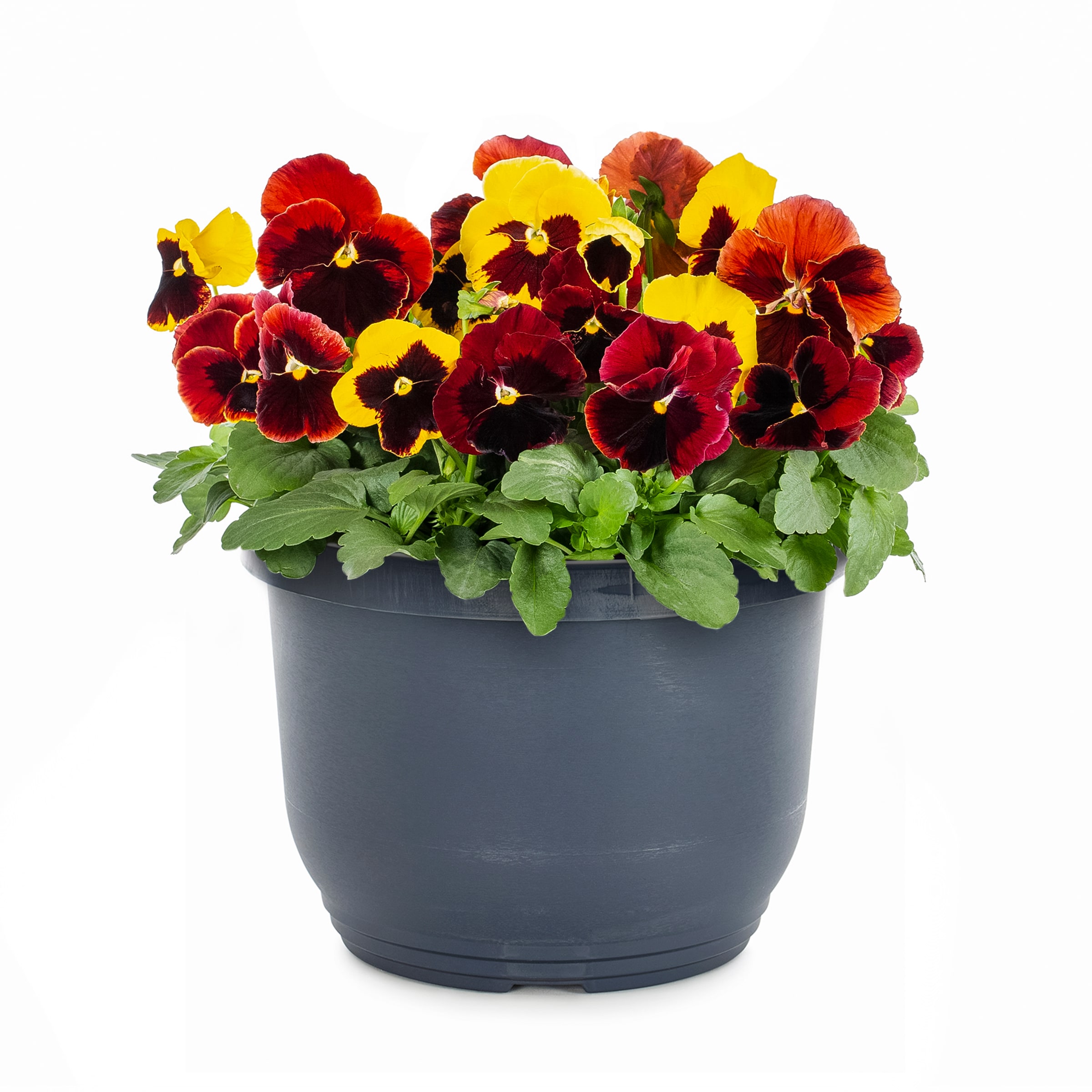  NURSERY Multicolor Pansy in 1.75 Gallon(s) Planter 1 -Pack