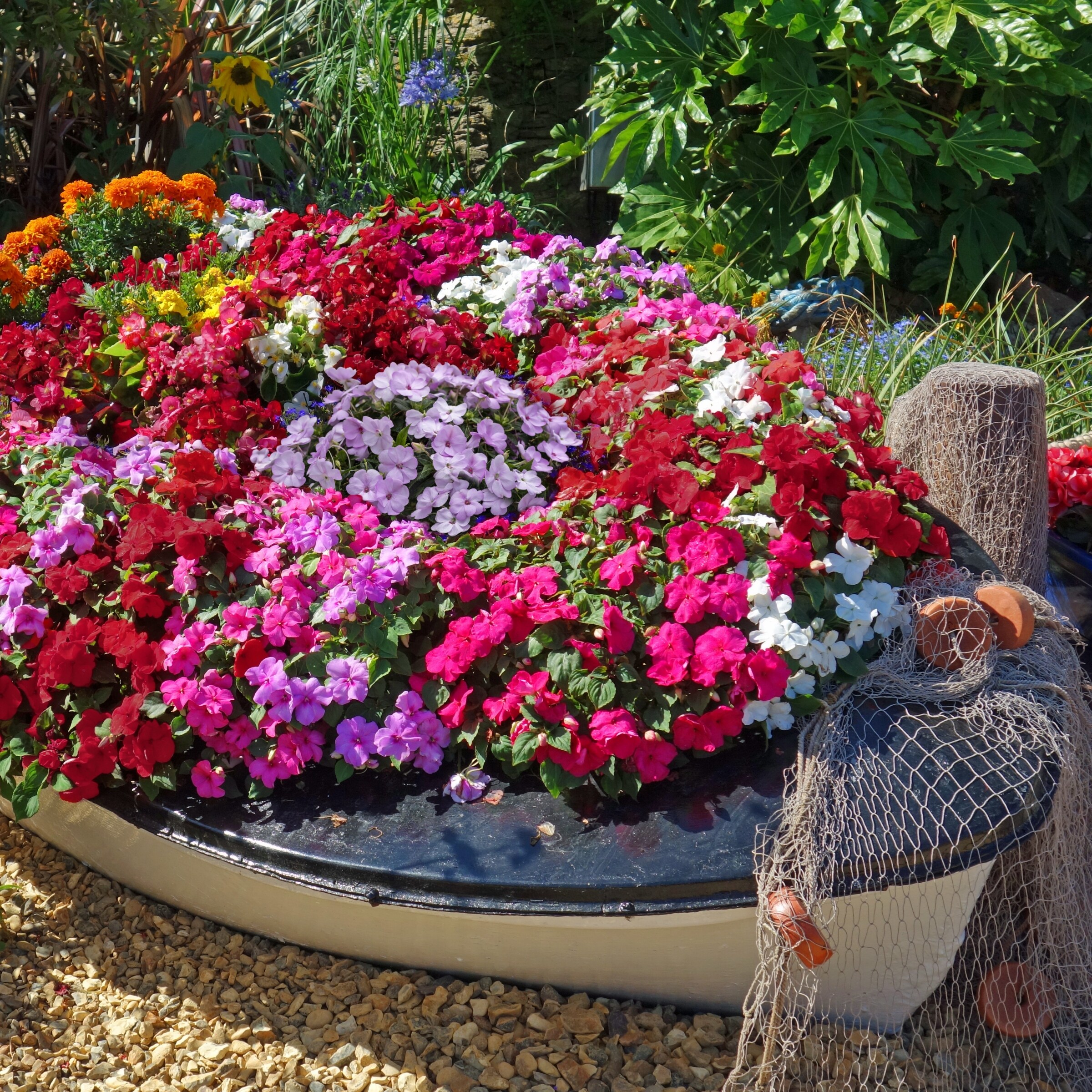 National Plant Network LW1556 annuals - View #5