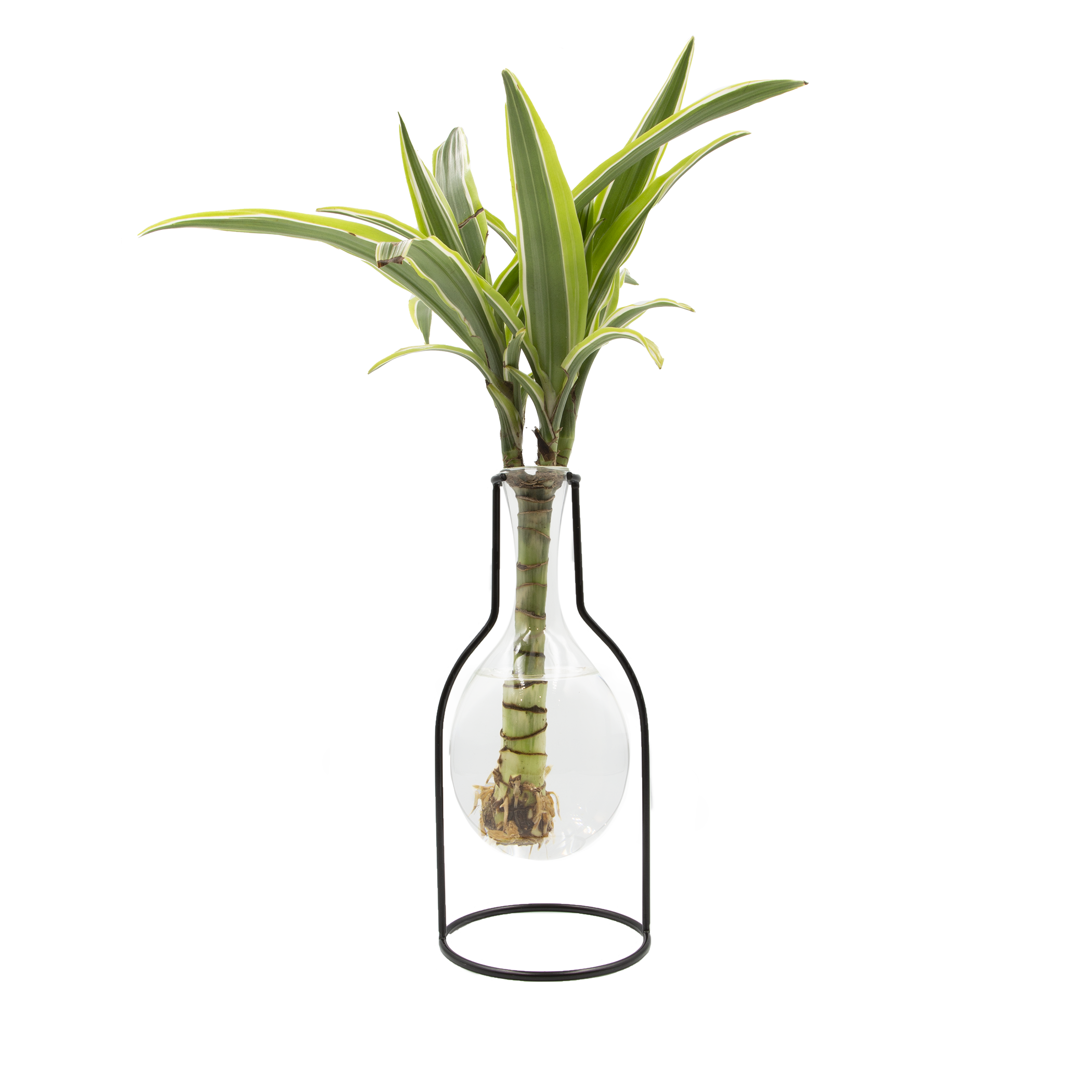 LiveTrends PENDULUM PENDULUM House plant in 1 -Pack Pot 1 -Pack
