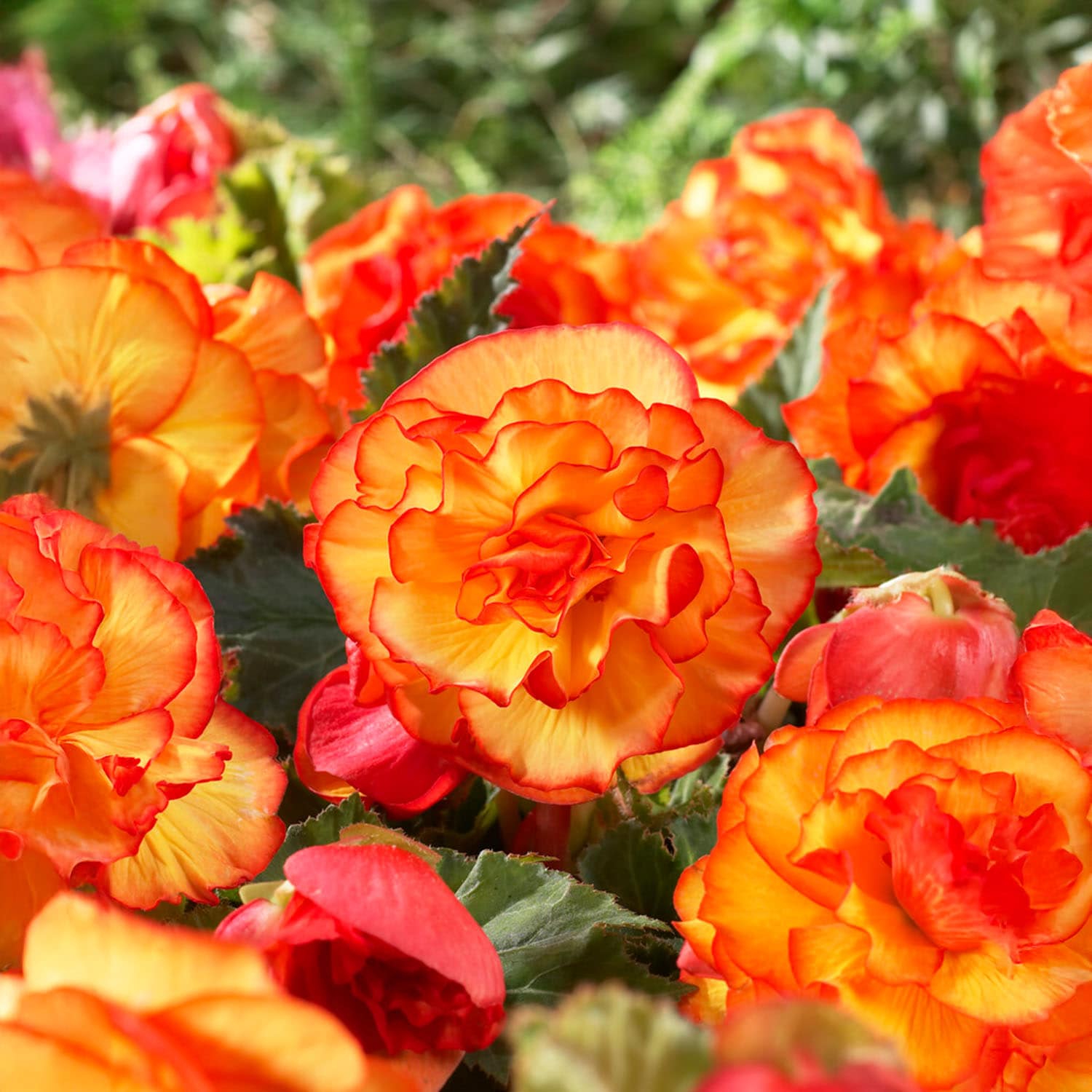 Garden State Bulb ECS-232-20-02 Orange Begonia Picotee Sunburst Flower Bulbs 20 Count