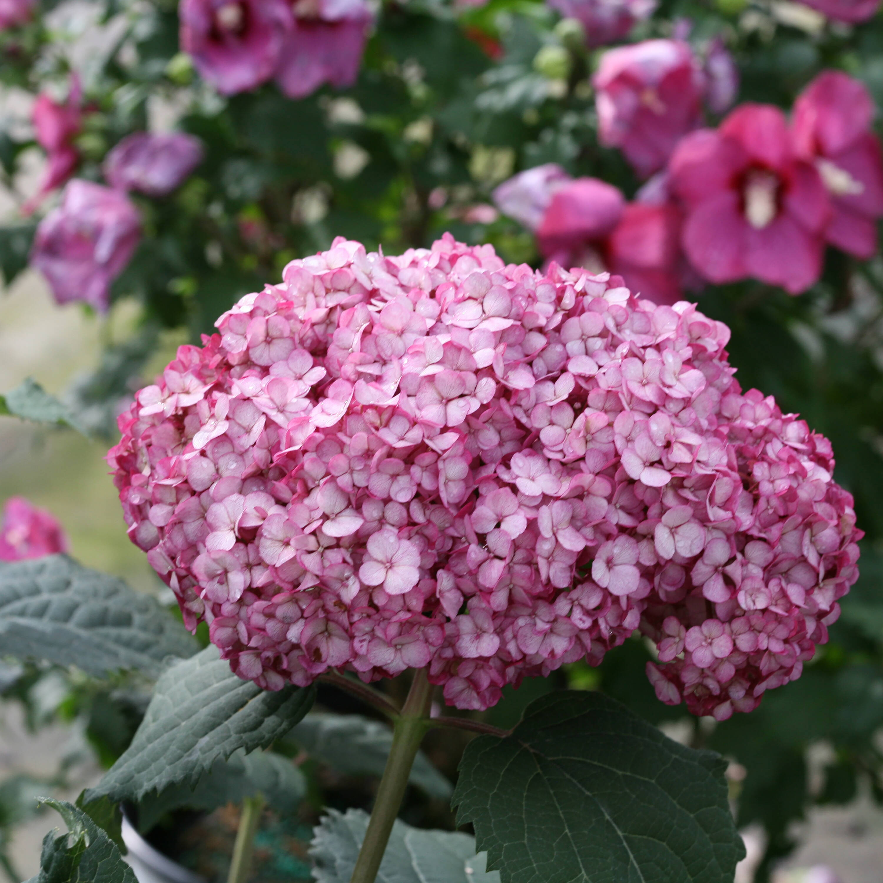 Proven Winners Invincibelle Mini Mauvette Smooth Hydrangea Flowering Shrub in 1 -Quart Pot 1.0 -Pack with Purple Blooms