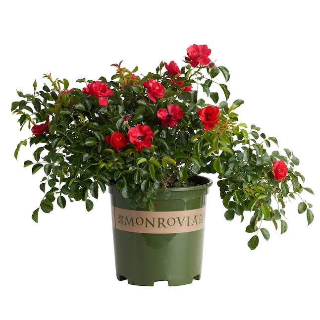 Monrovia 1 73 Gallon S In Pot Red Flower Carpet Scarlet Grounder Rose P17373 The Roses Department At Lowes Com