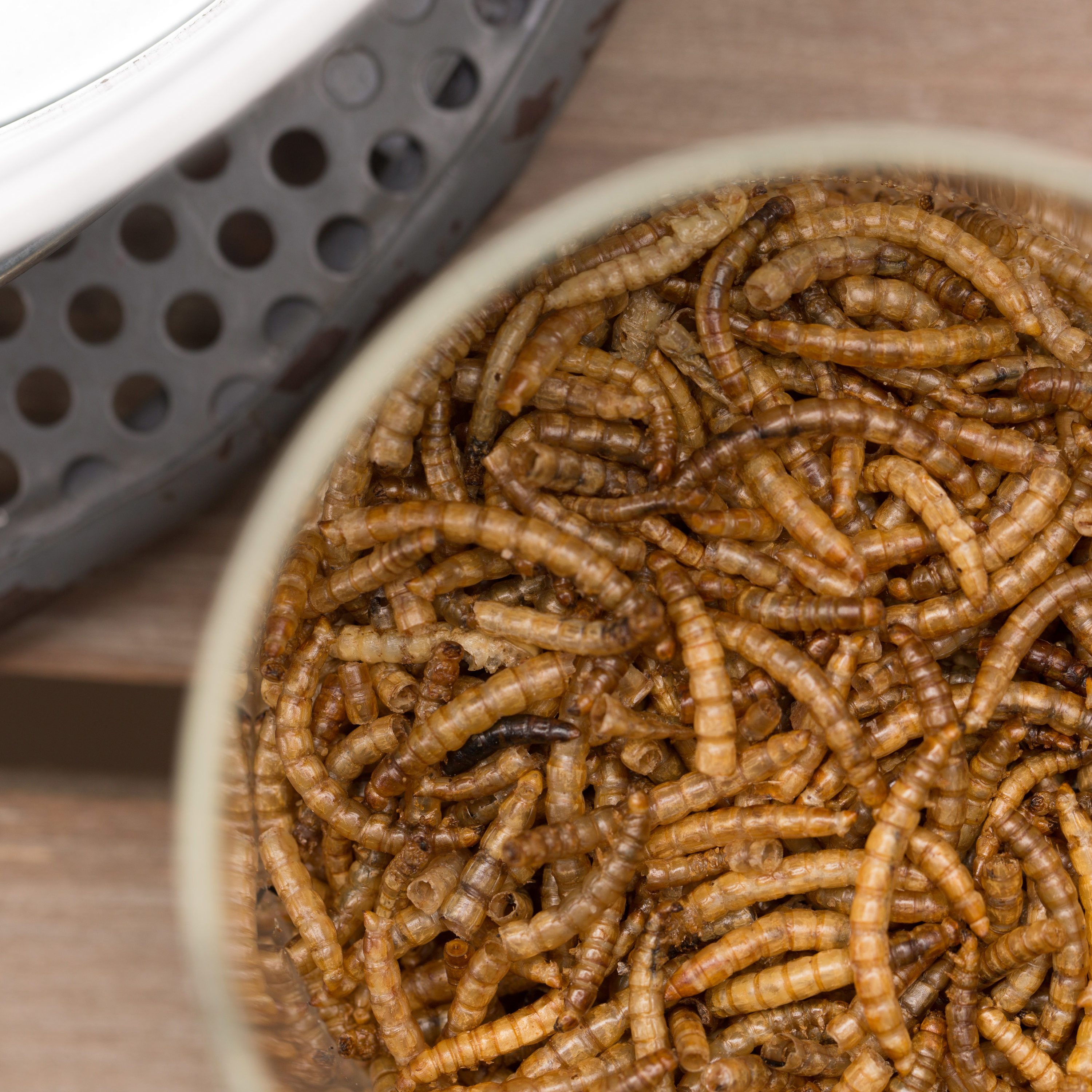 lowes dried mealworms