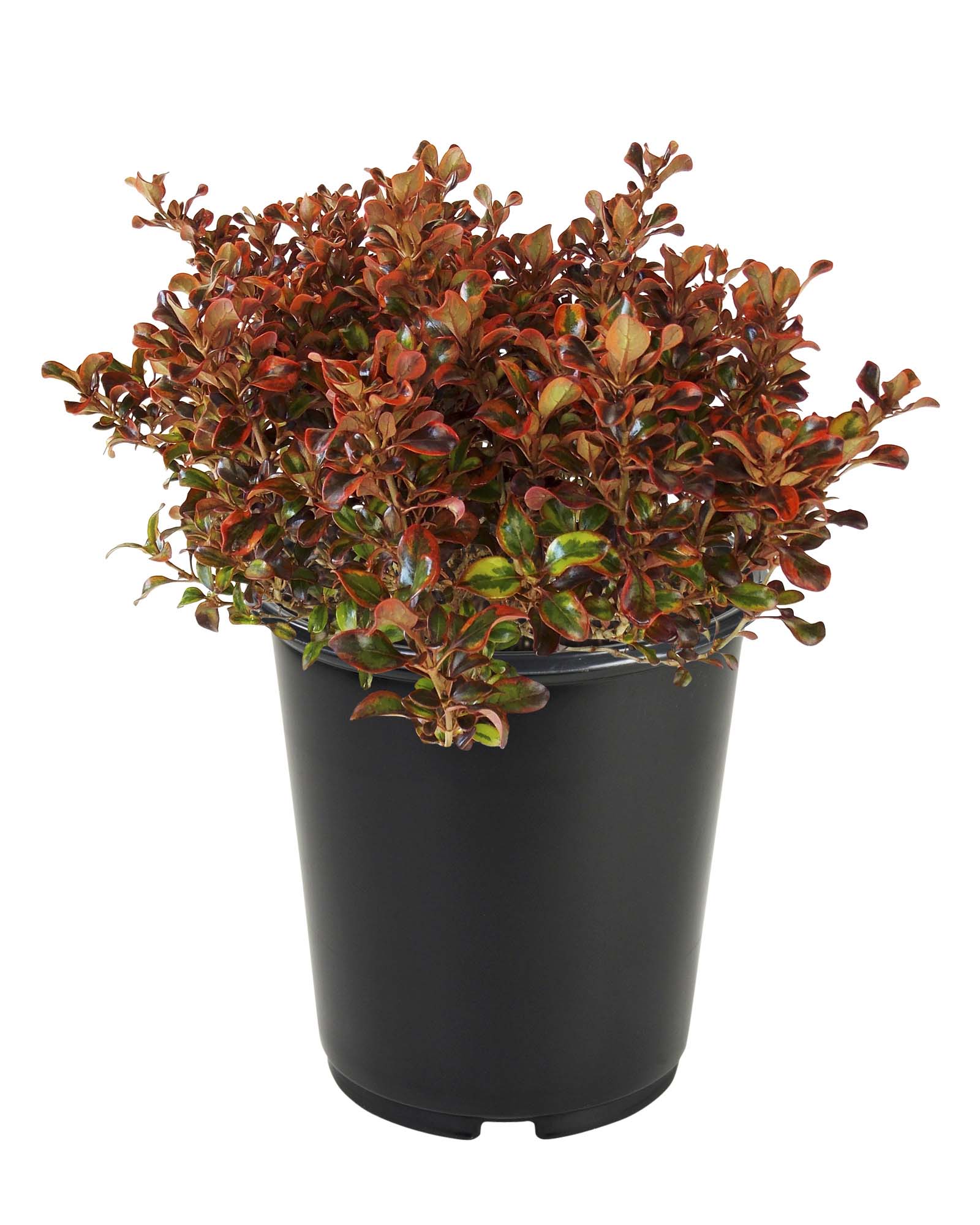  NURSERY shrubs - View #3