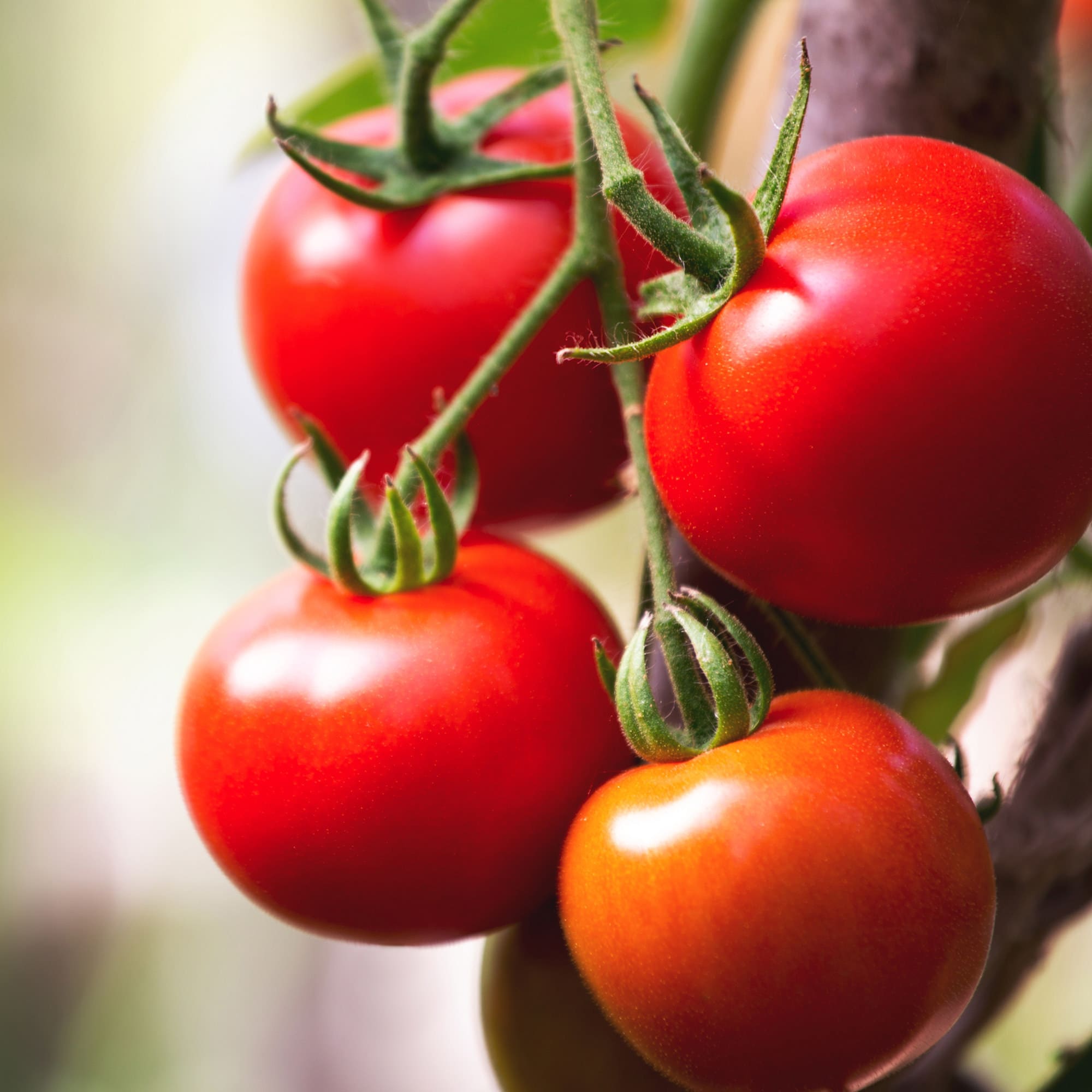 Lowe's Tomato Assortment Plant in the Vegetable Plants department at