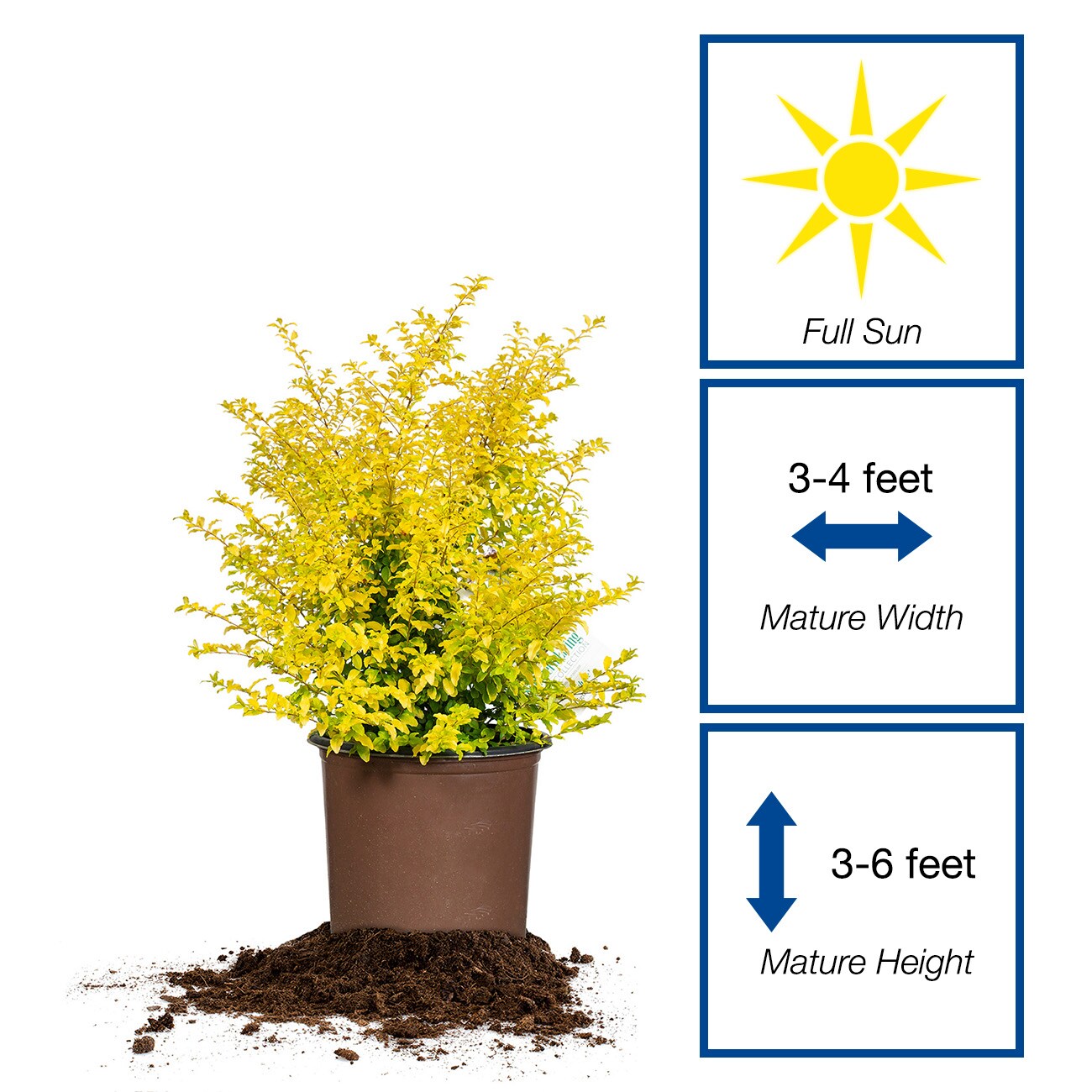 Perfect Plants LOSUNSHINELIGUST3G shrubs - View #2