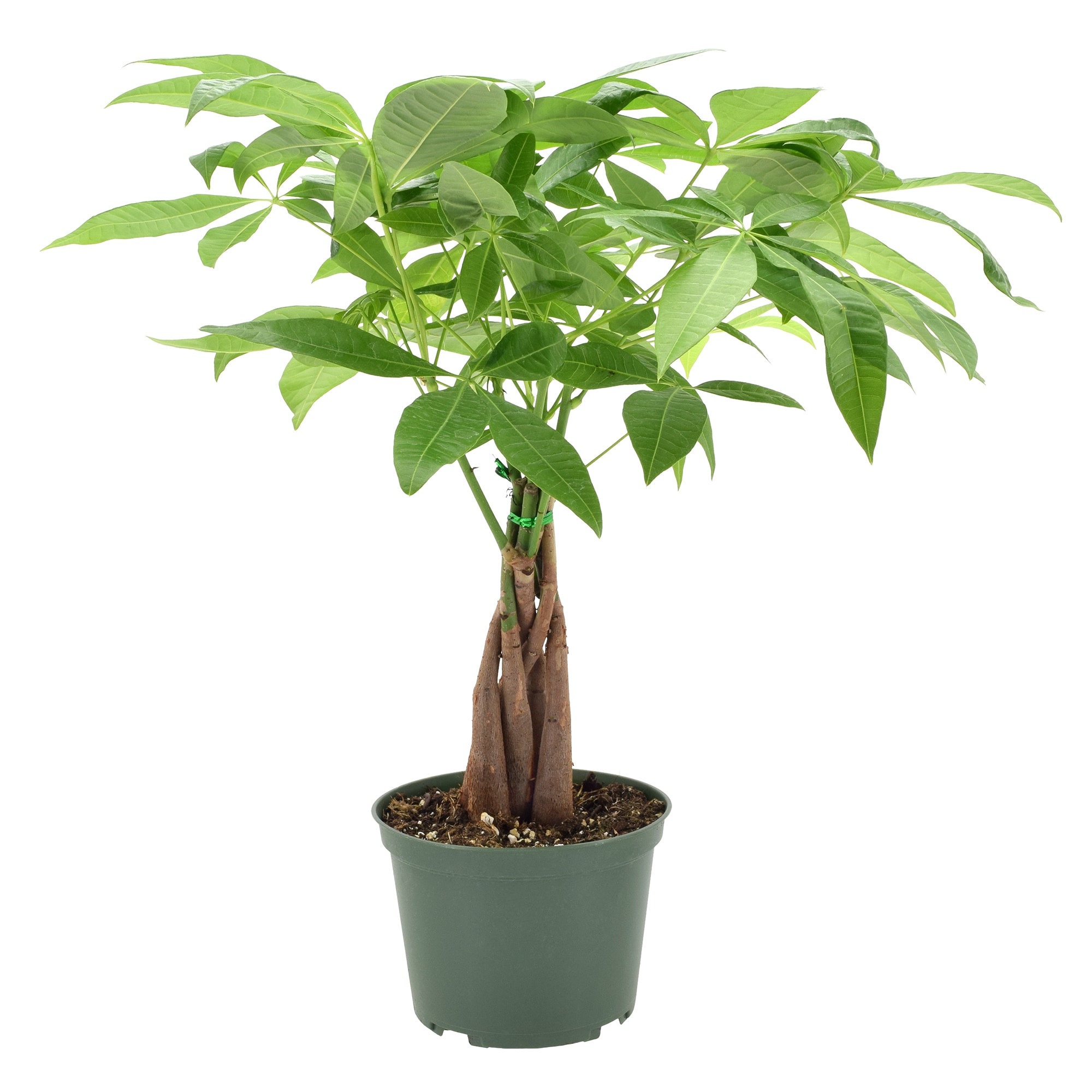 Arcadia Garden Products LV64 Green Money Tree House plant in 6 Inch(es) Pot 1.0 -Pack