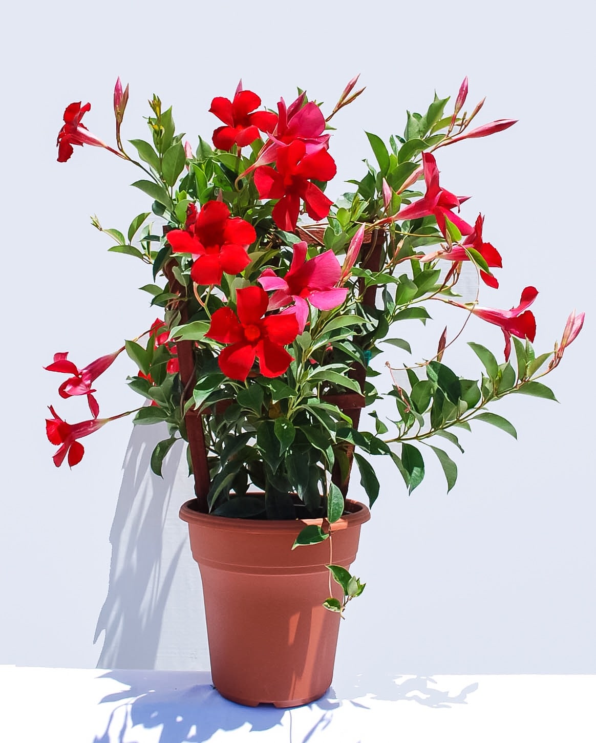 Lowe's 89859300123 White MANDEVILLA Plant in 1 Feet Pot 1 -Pack