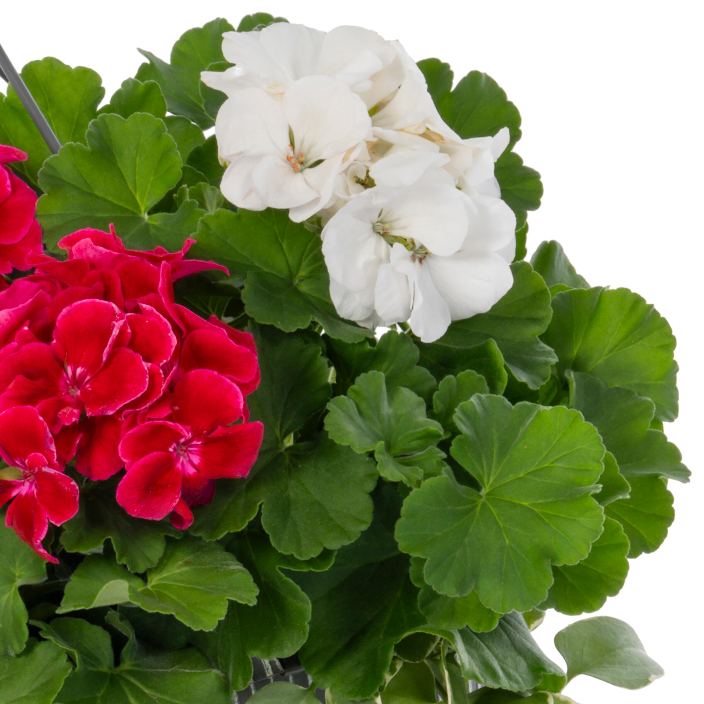 Lowe's NURSERY annuals - View #2