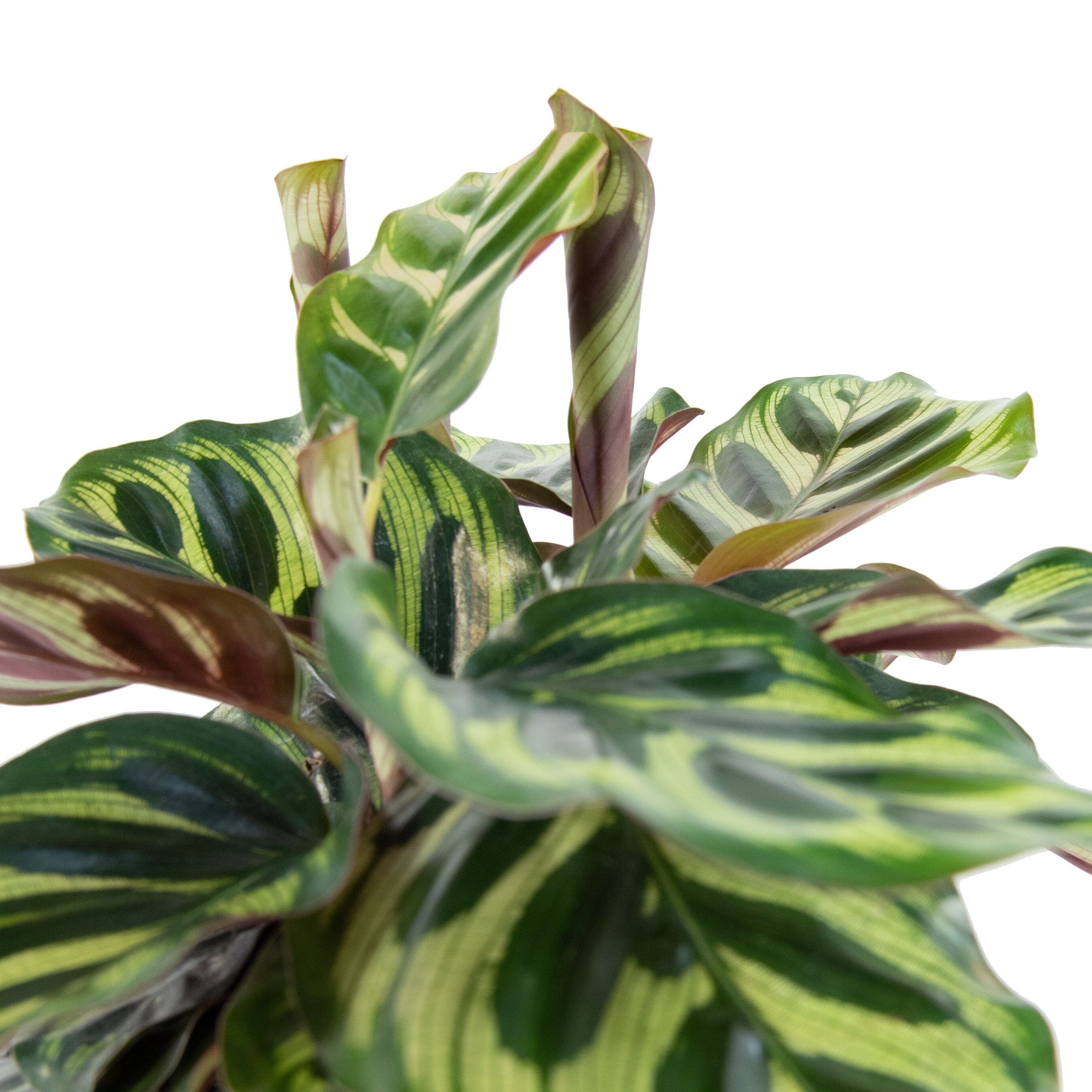 National Plant Network LW7688 hseplants - View #2