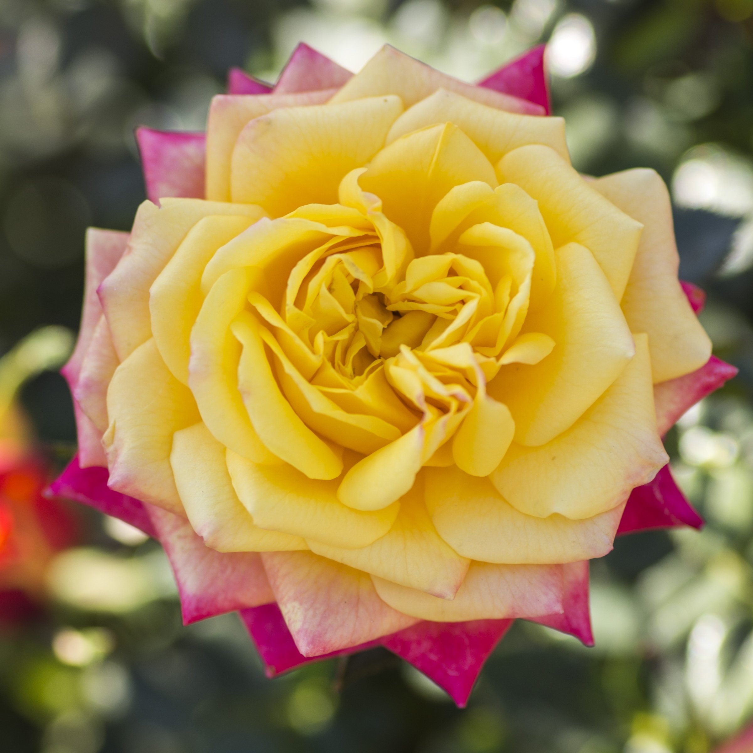 National Plant Network LW1798 roses - View #6